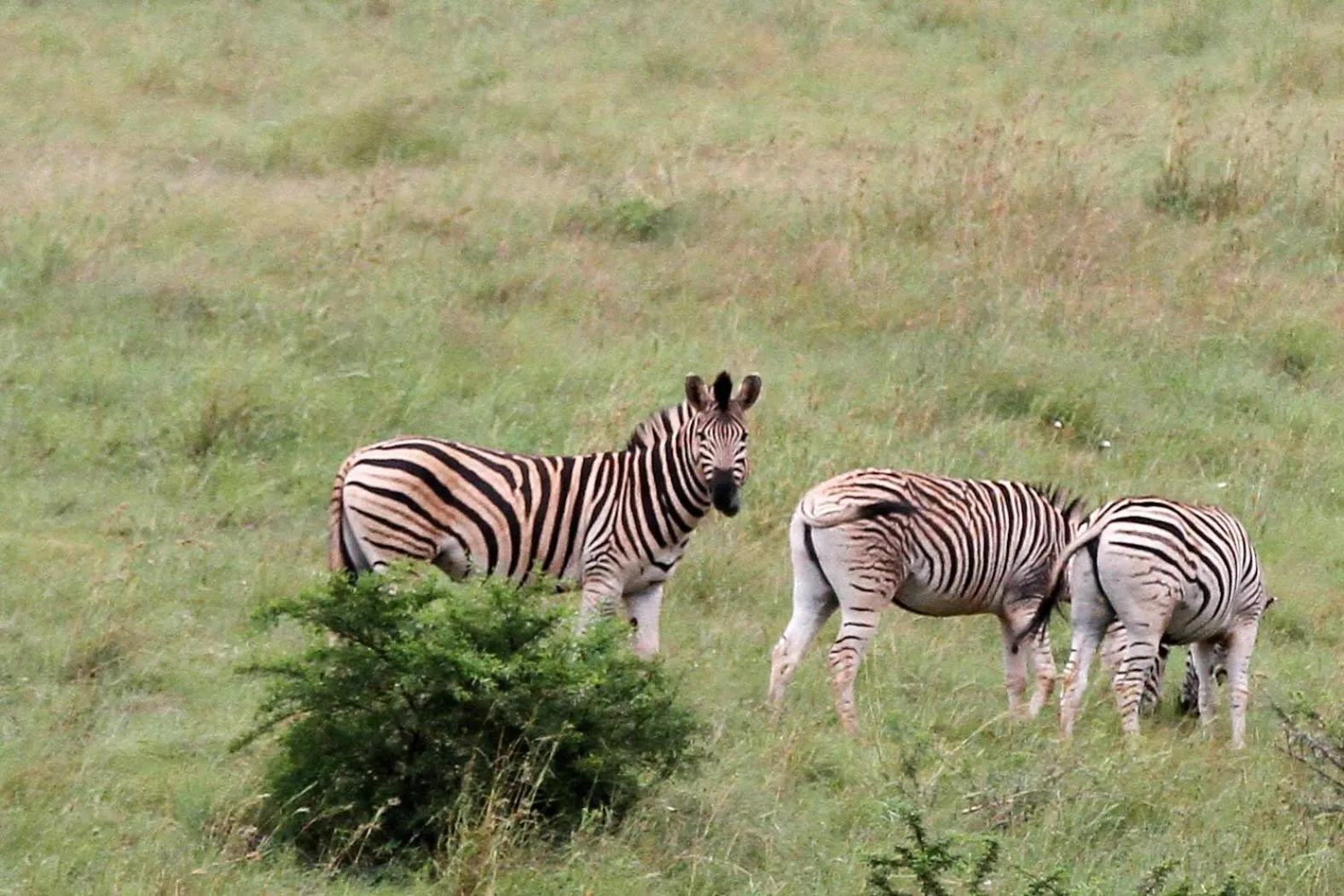Animals in Spion Kop Lodge