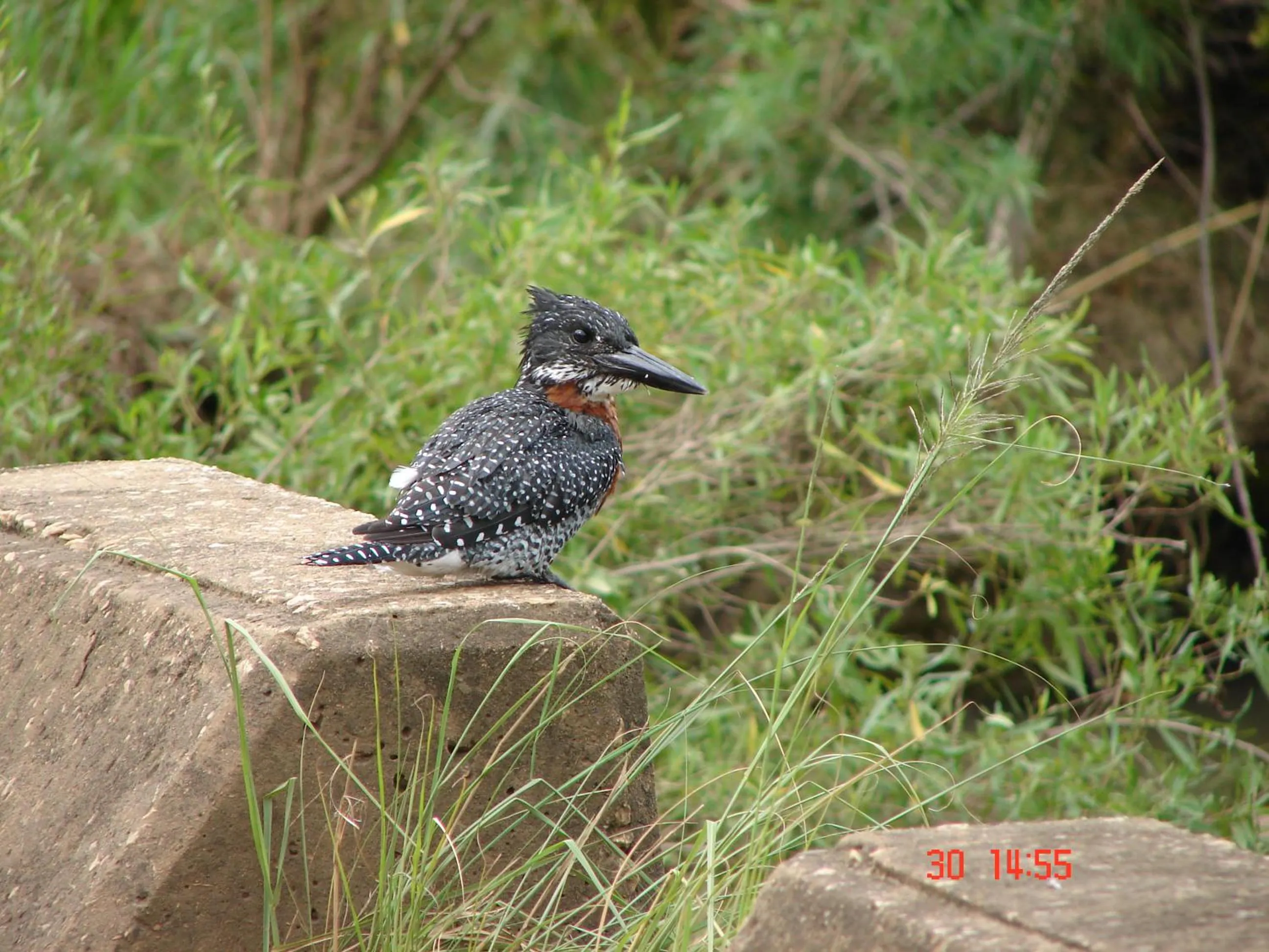 Animals in Spion Kop Lodge