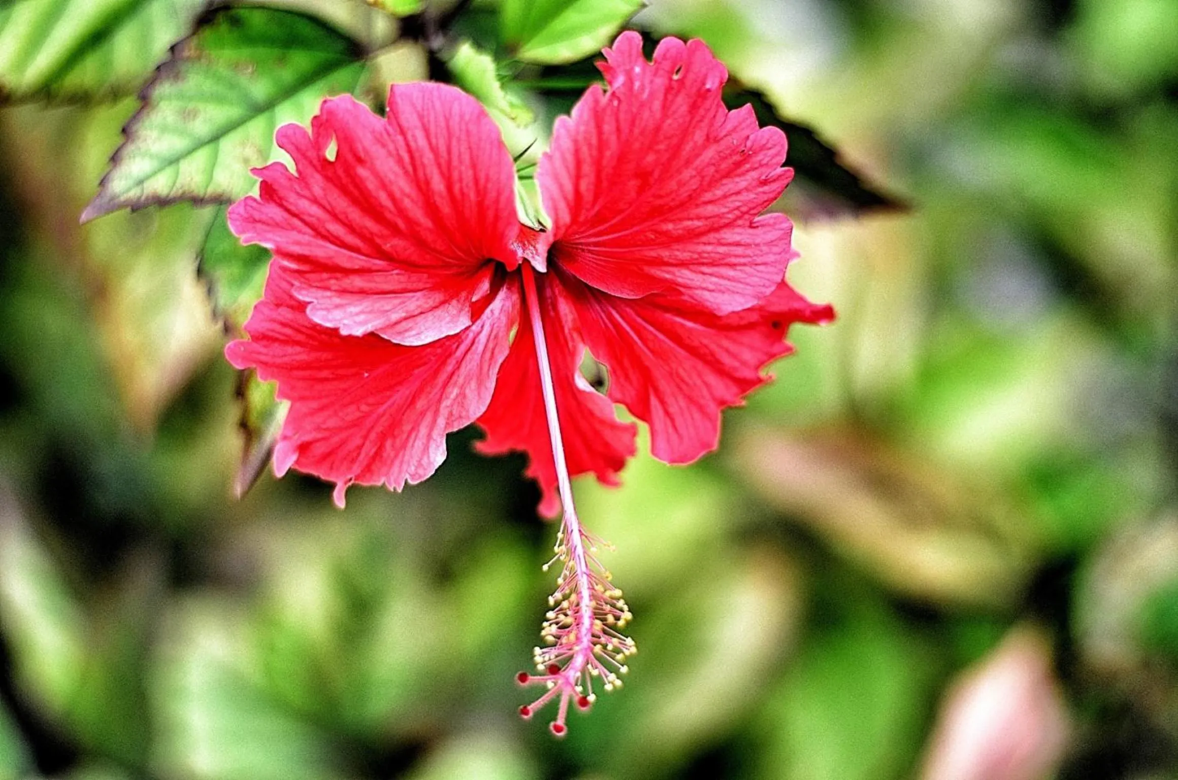 Garden in Pongwe Beach Hotel