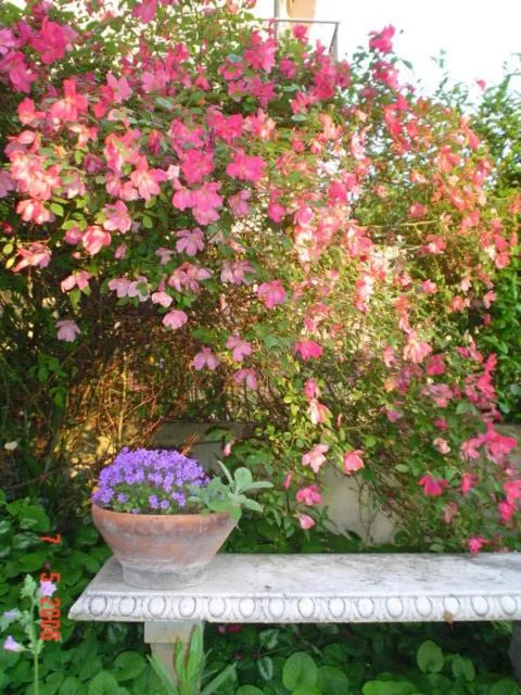 Garden in Villa la Fonte