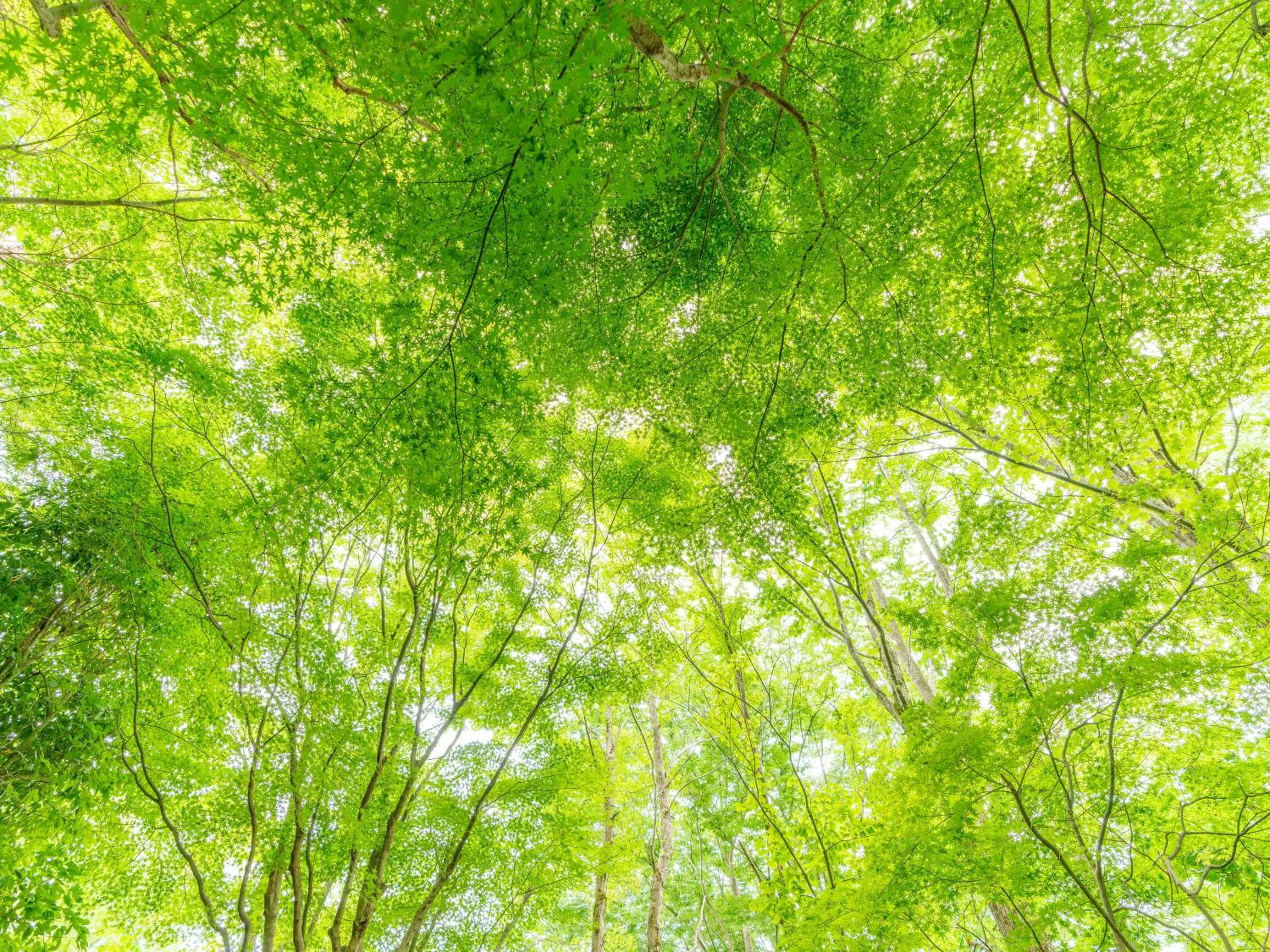 Area and facilities in Yufuin Rakuyu