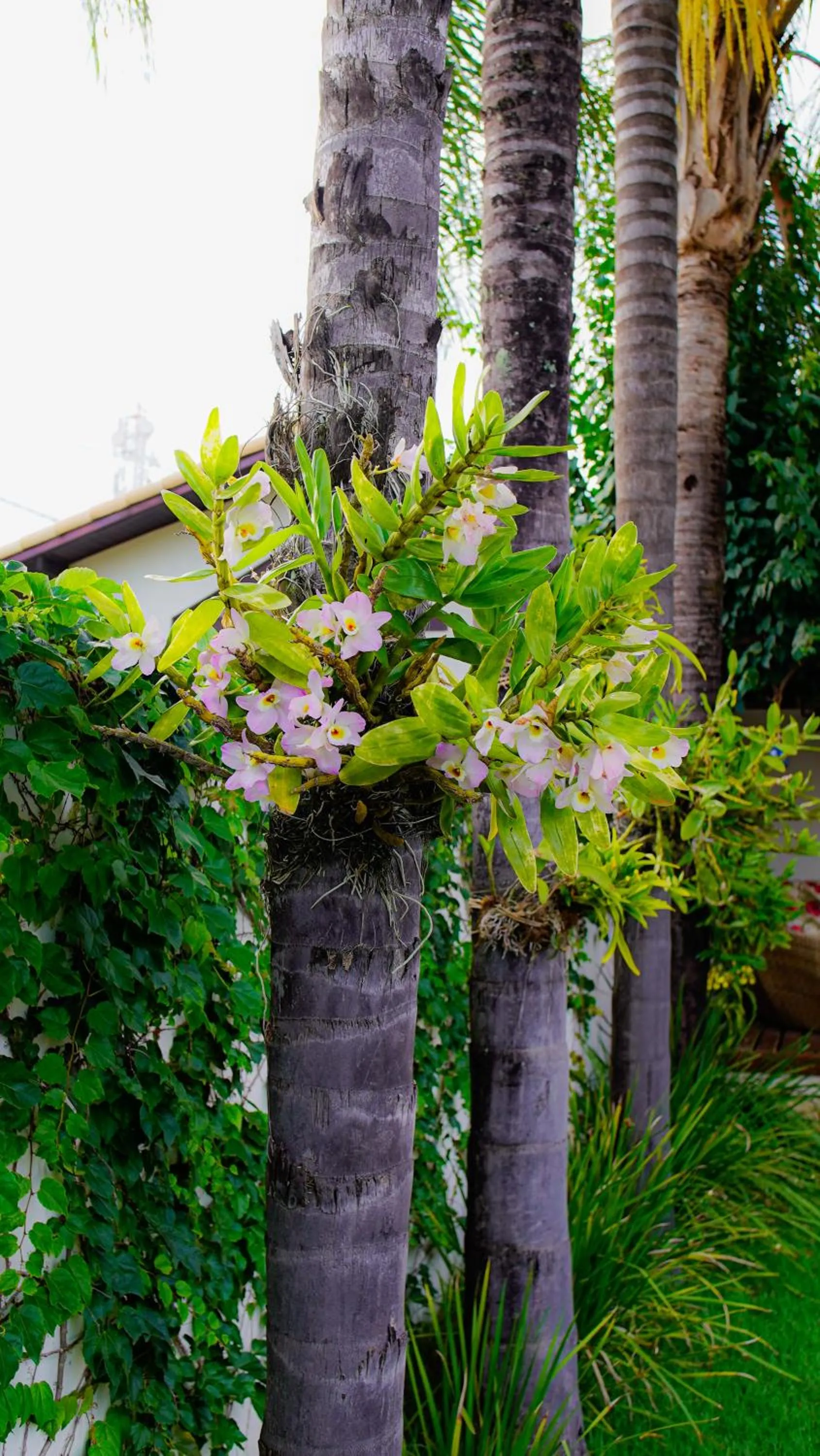 Garden in Pousada Caraíba