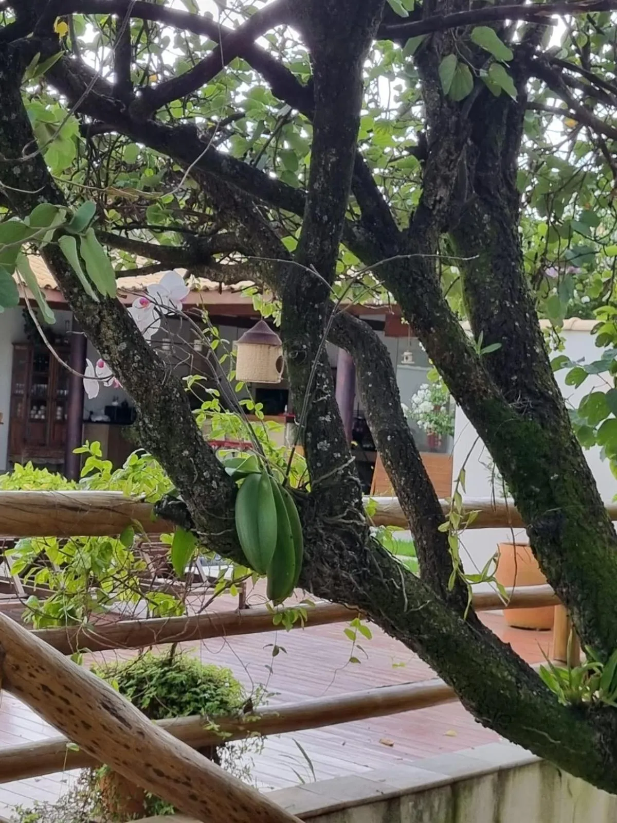 Garden in Pousada Caraíba