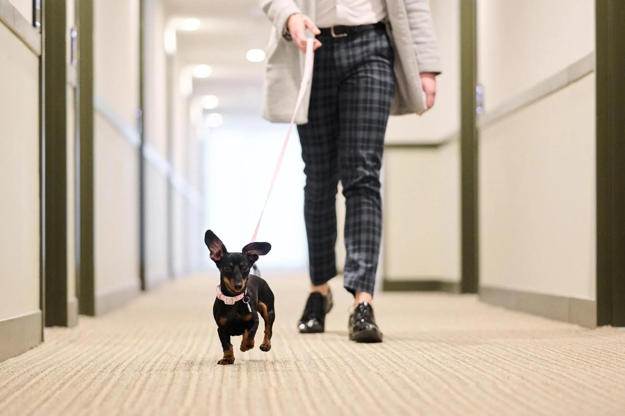 pet friendly in Abode Phillip