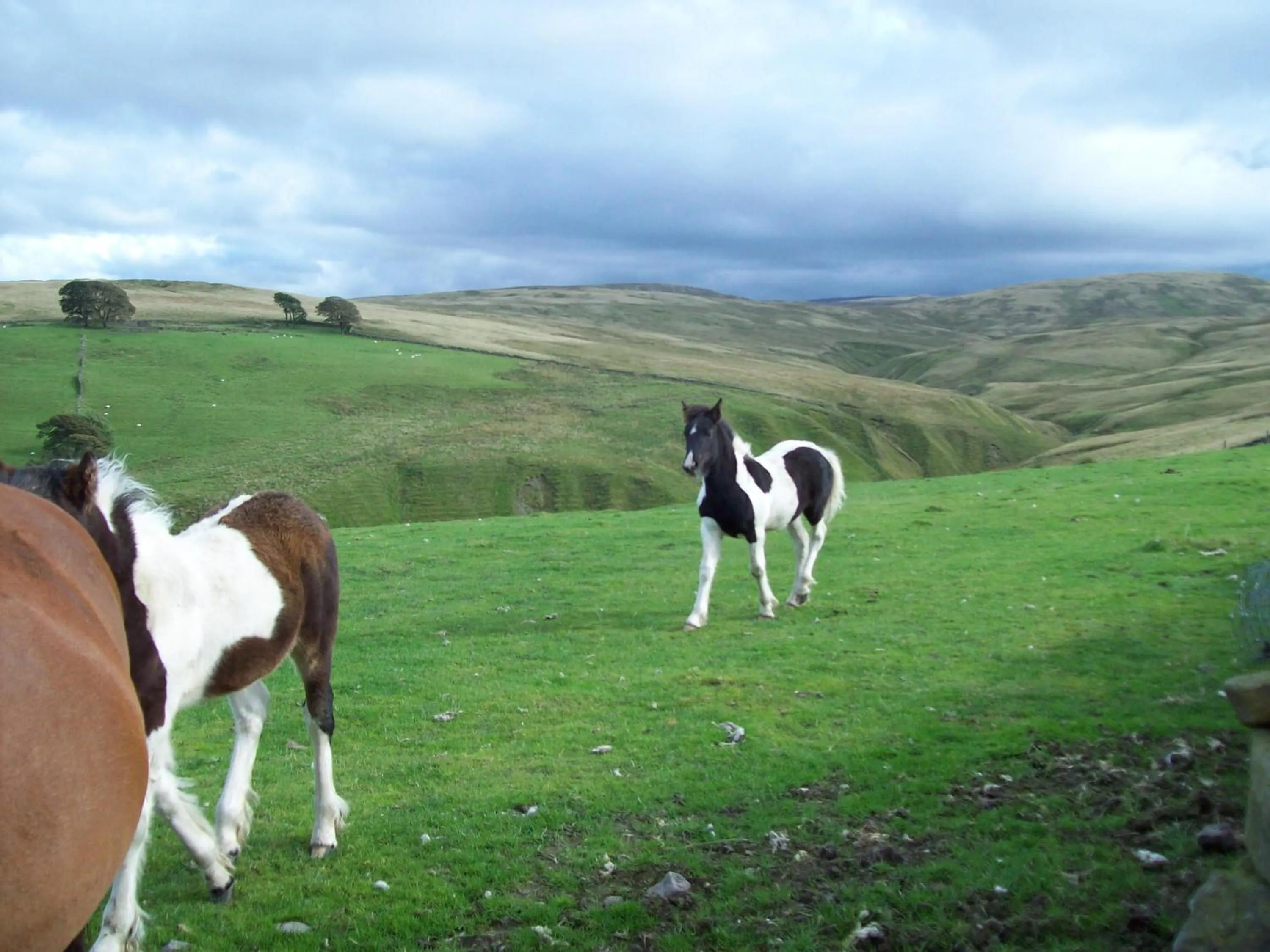 Animals in The Old School B&B