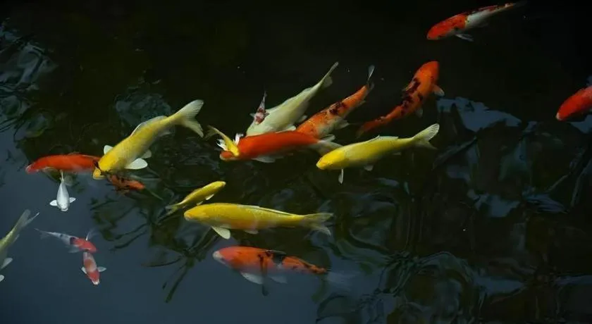 The Secret Garden Maesot