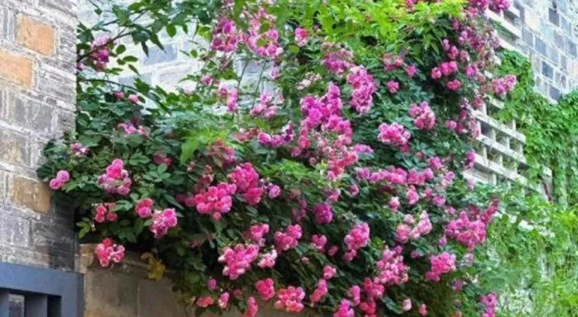 Blossom House Nanjing Laomendong Zhuque Lane