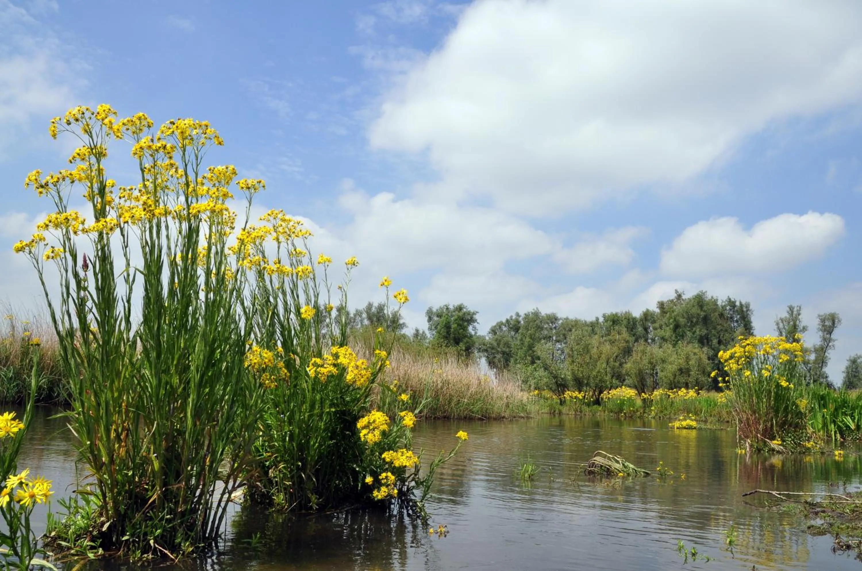 Natural landscape in de Brabantse Biesbosch