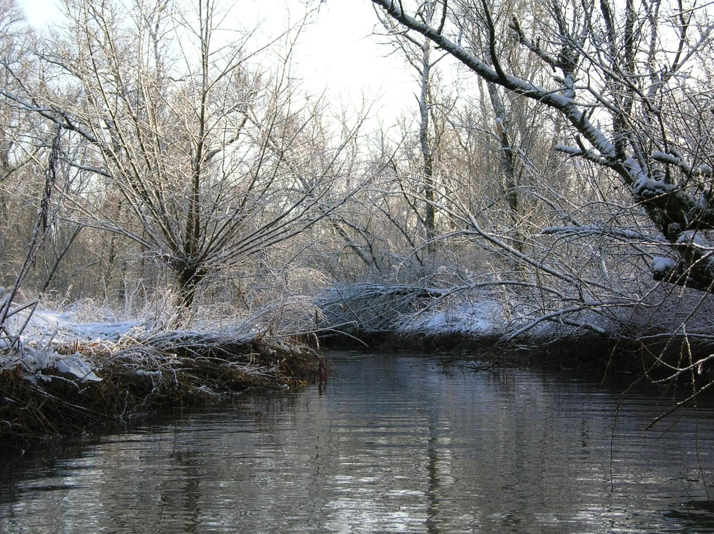 Natural landscape in de Brabantse Biesbosch