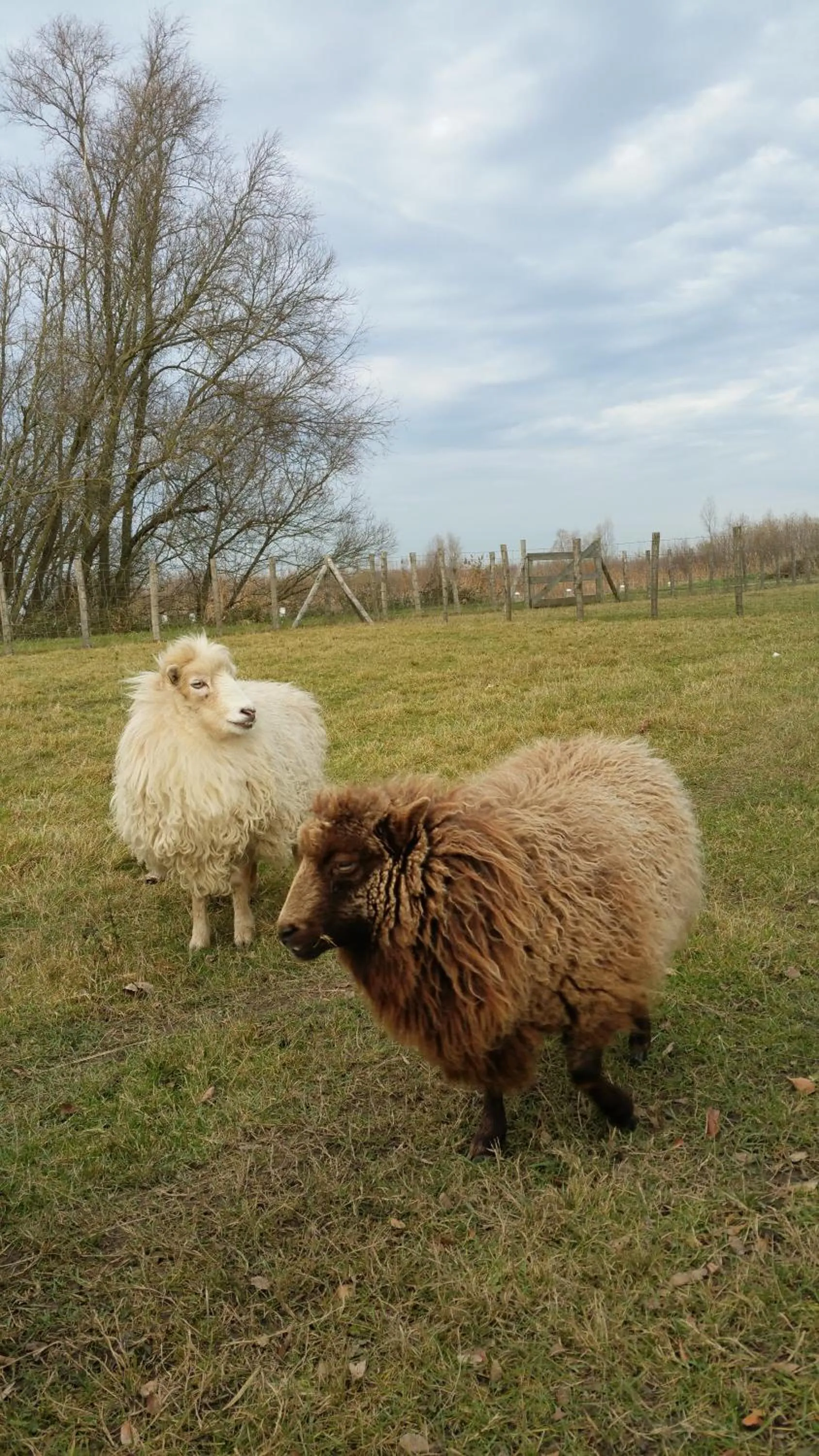 View (from property/room) in de Brabantse Biesbosch