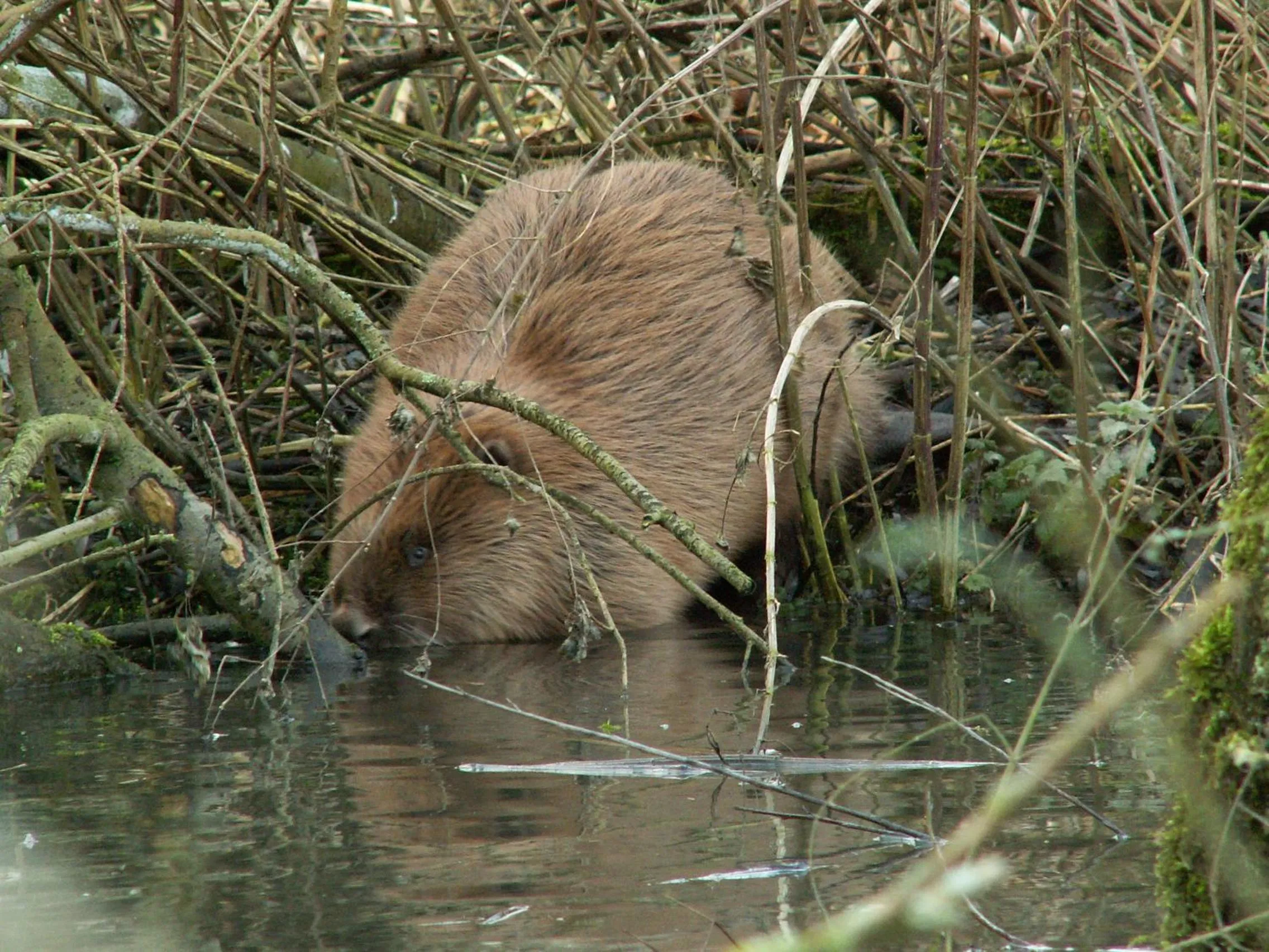 Pets in de Brabantse Biesbosch