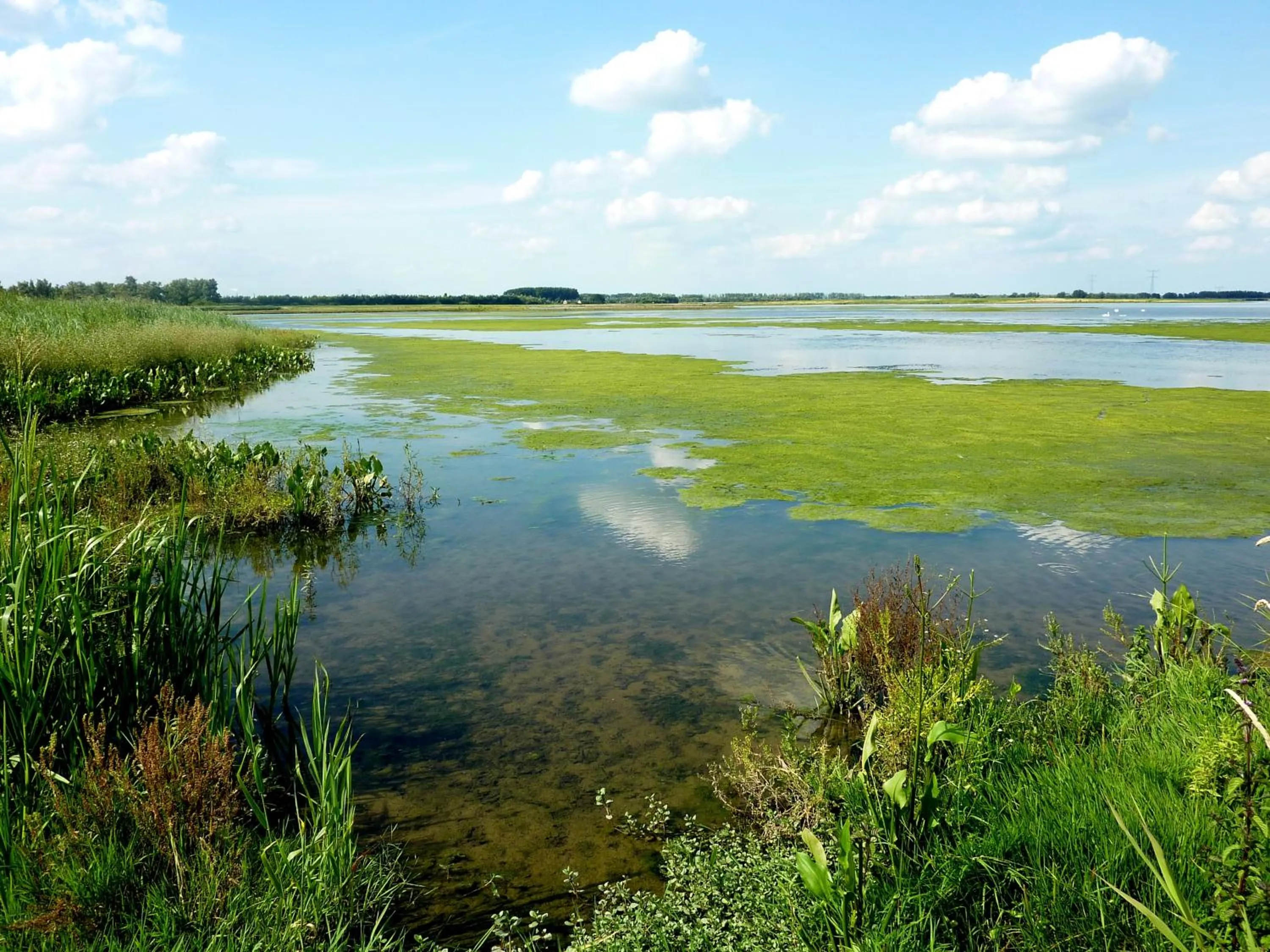 Natural landscape in de Brabantse Biesbosch