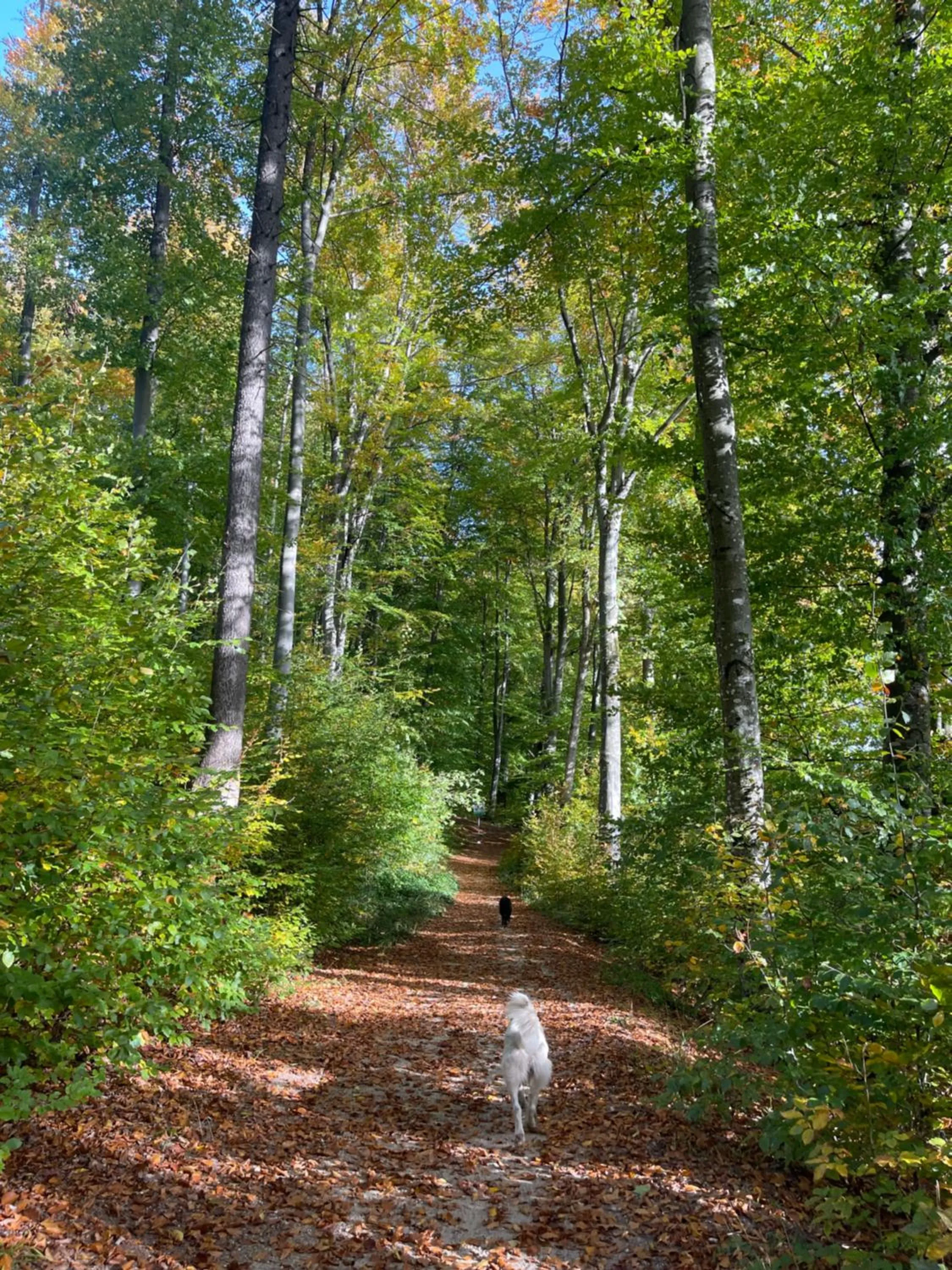 Day in Casa Balcescu