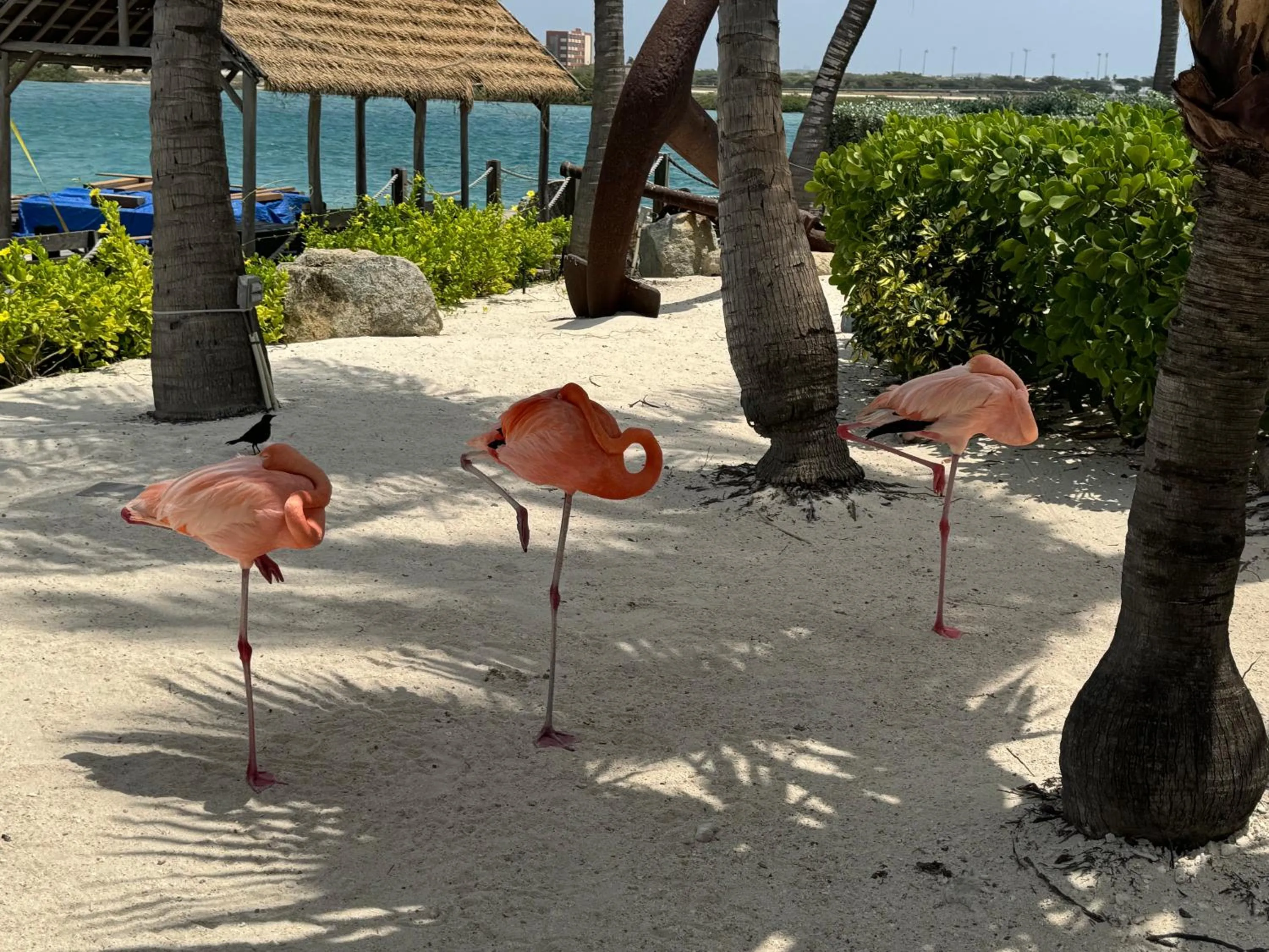 Garden view in Central Boutique Hotel
