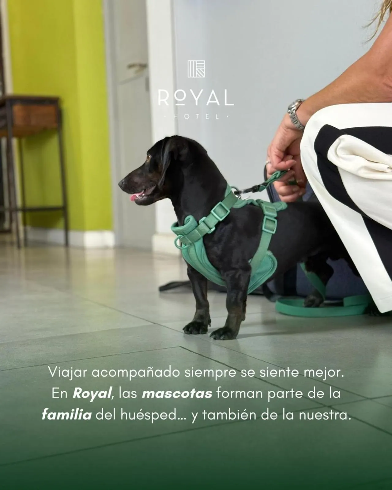 pet friendly in Hotel Royal