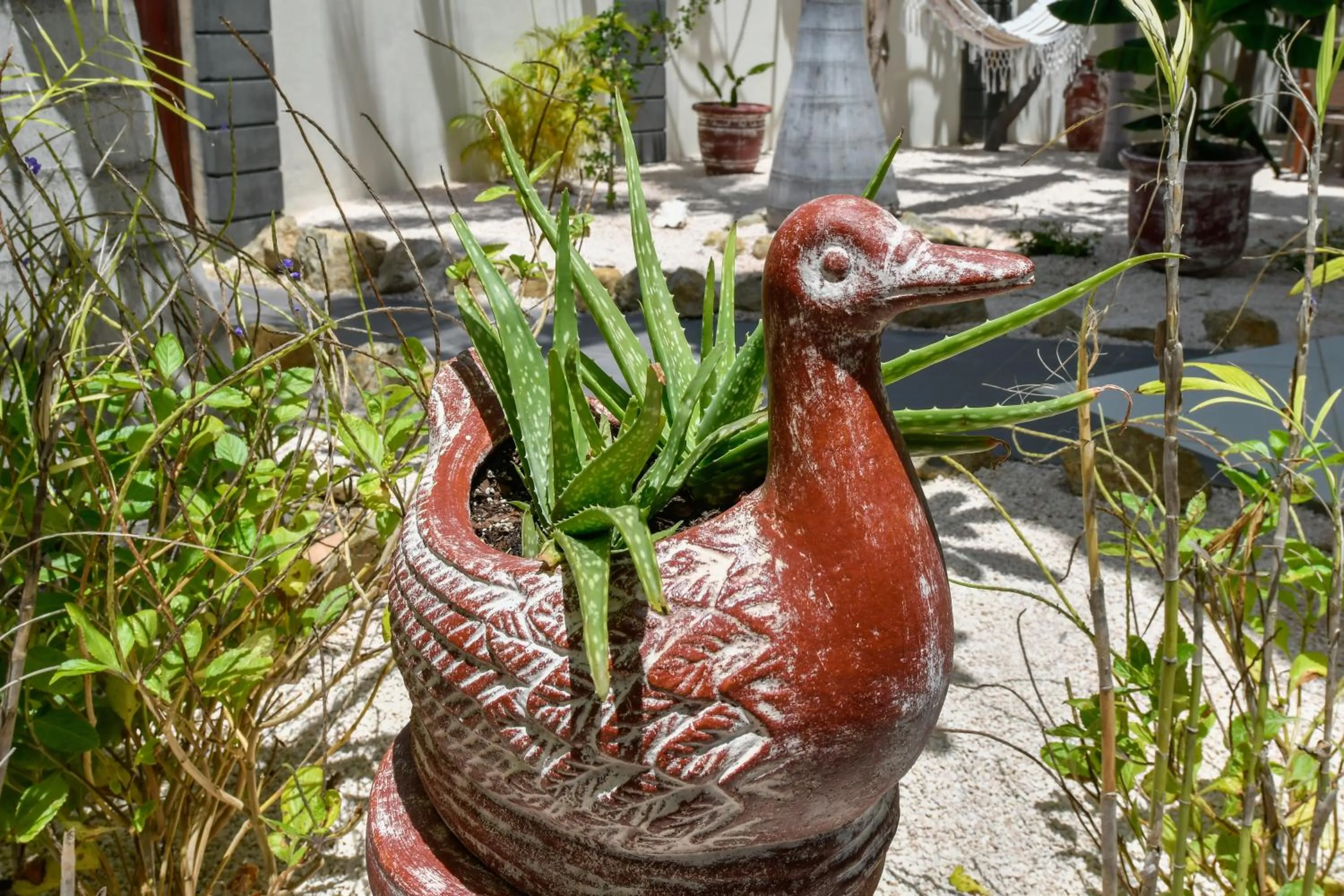 Garden in Boutique Hotel Swiss Paradise Aruba Villas and Suites