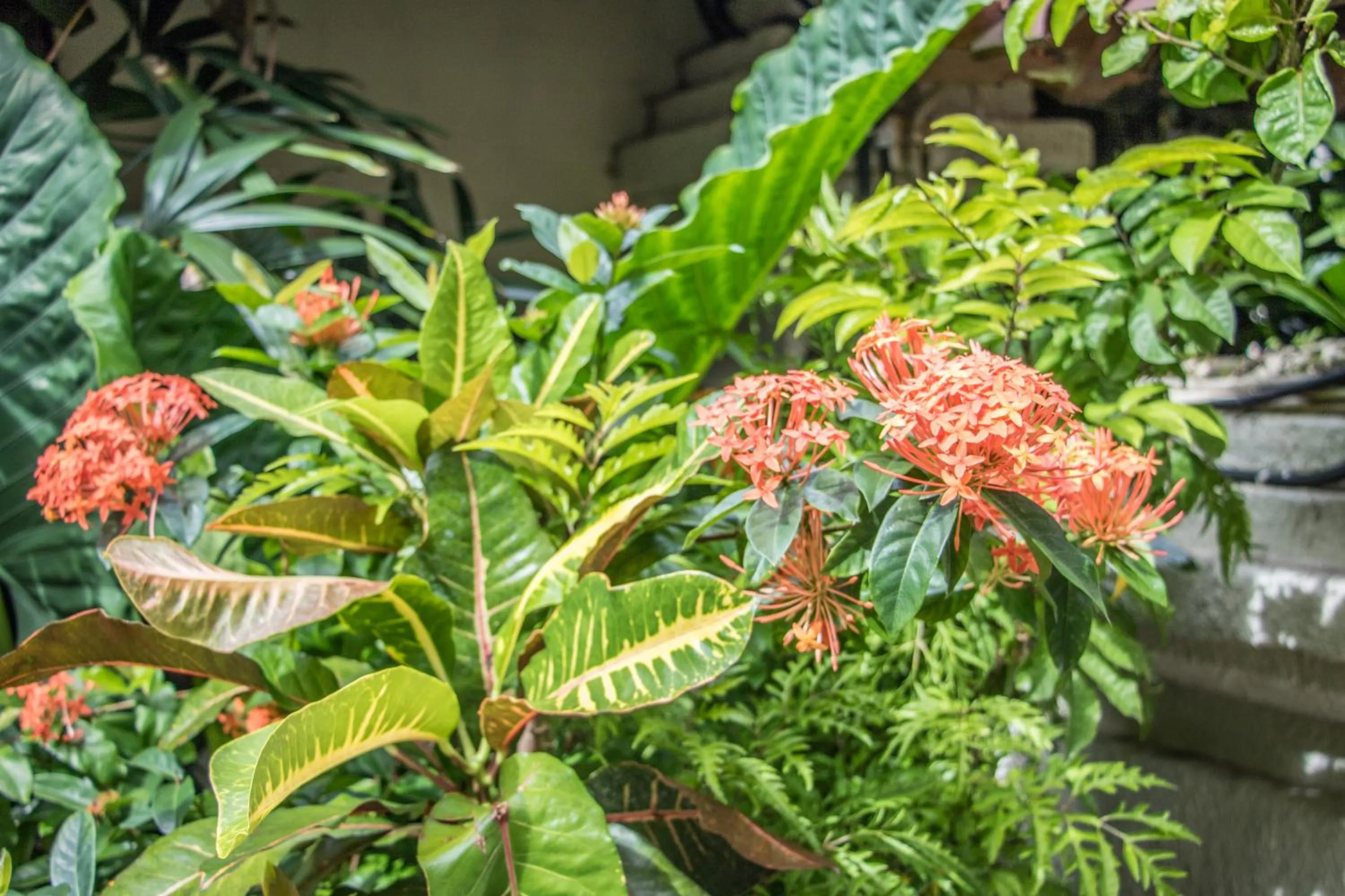 Garden in Villa Seriska Seminyak