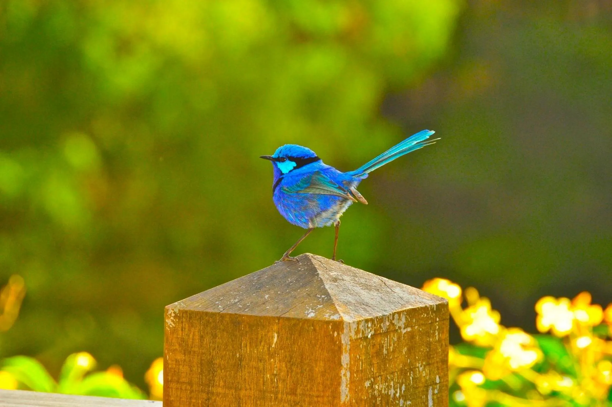 Balcony/Terrace in Waterfall Cottages