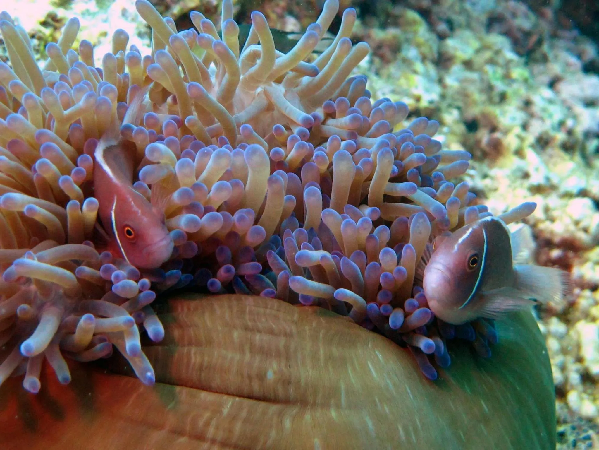 Diving in Sara Beachfront Boutique Resort