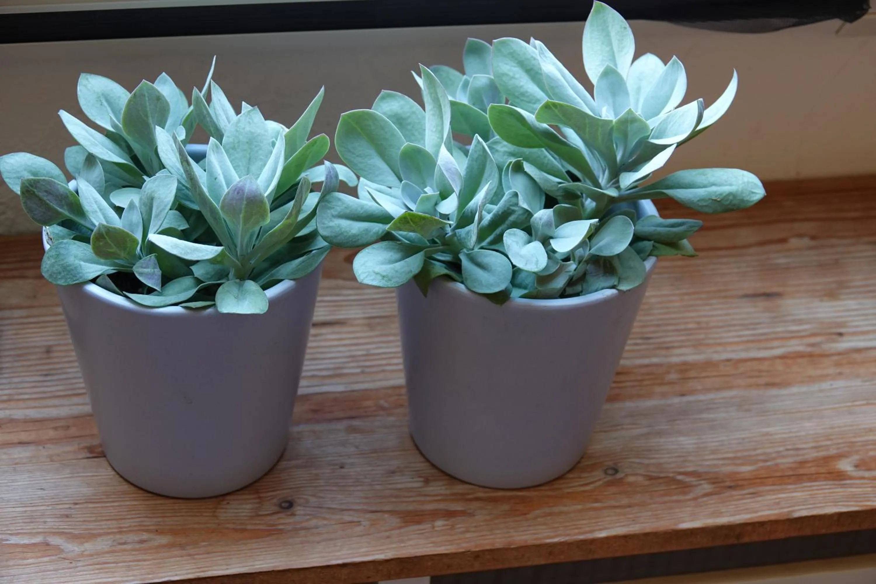 Decorative detail in B&B Welgelegen