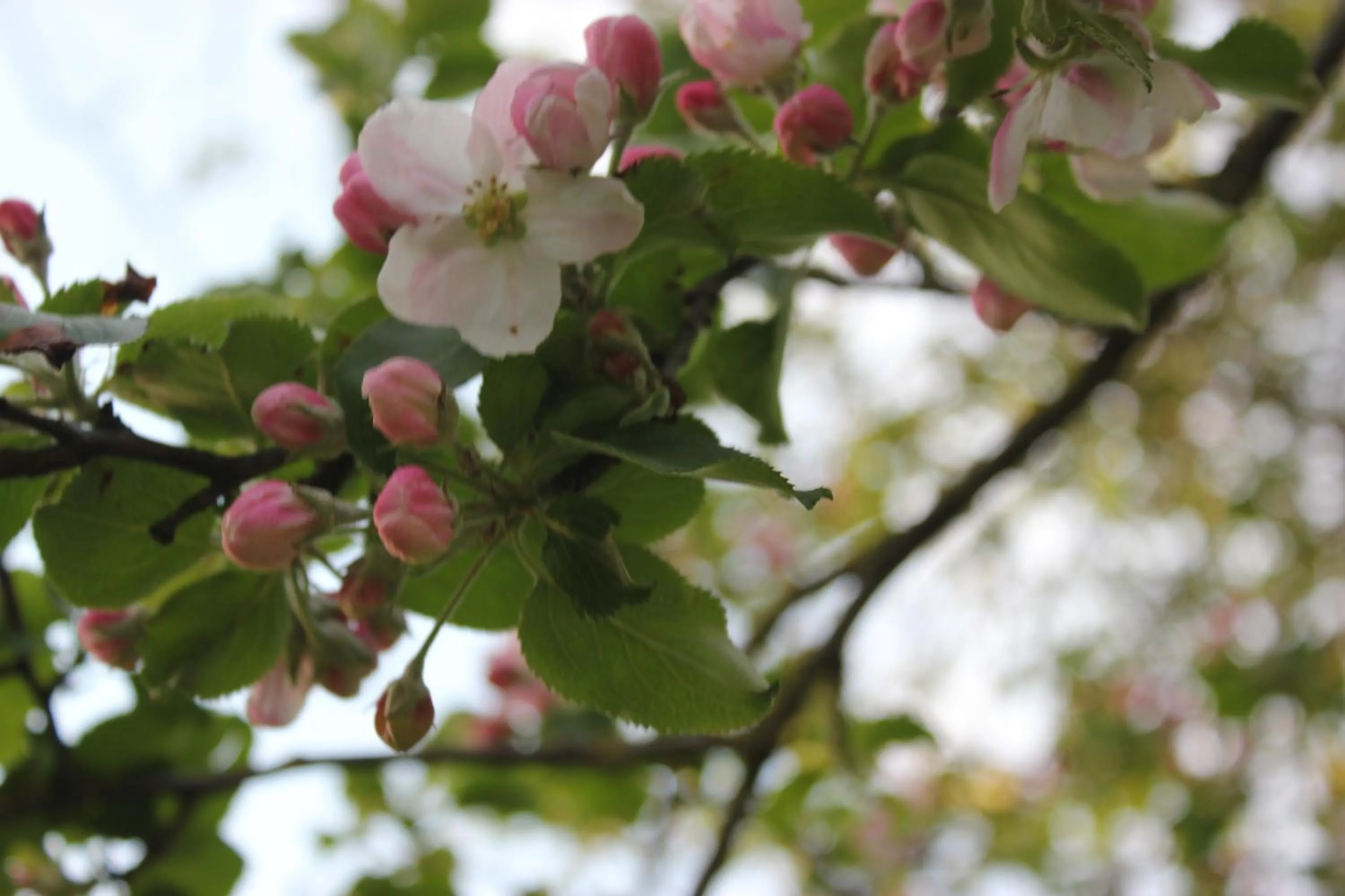 Garden in B&B Welgelegen