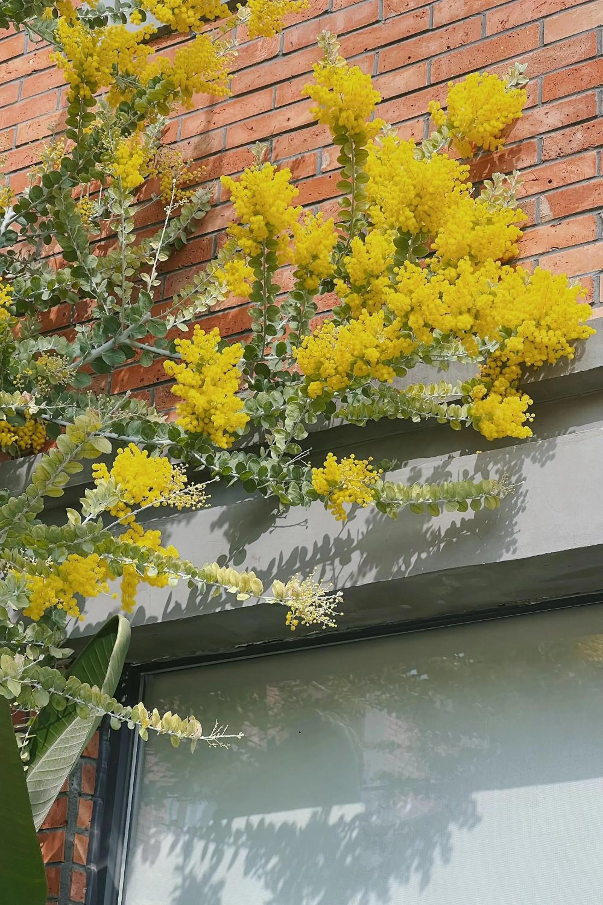 Garden view in Panda Hotel