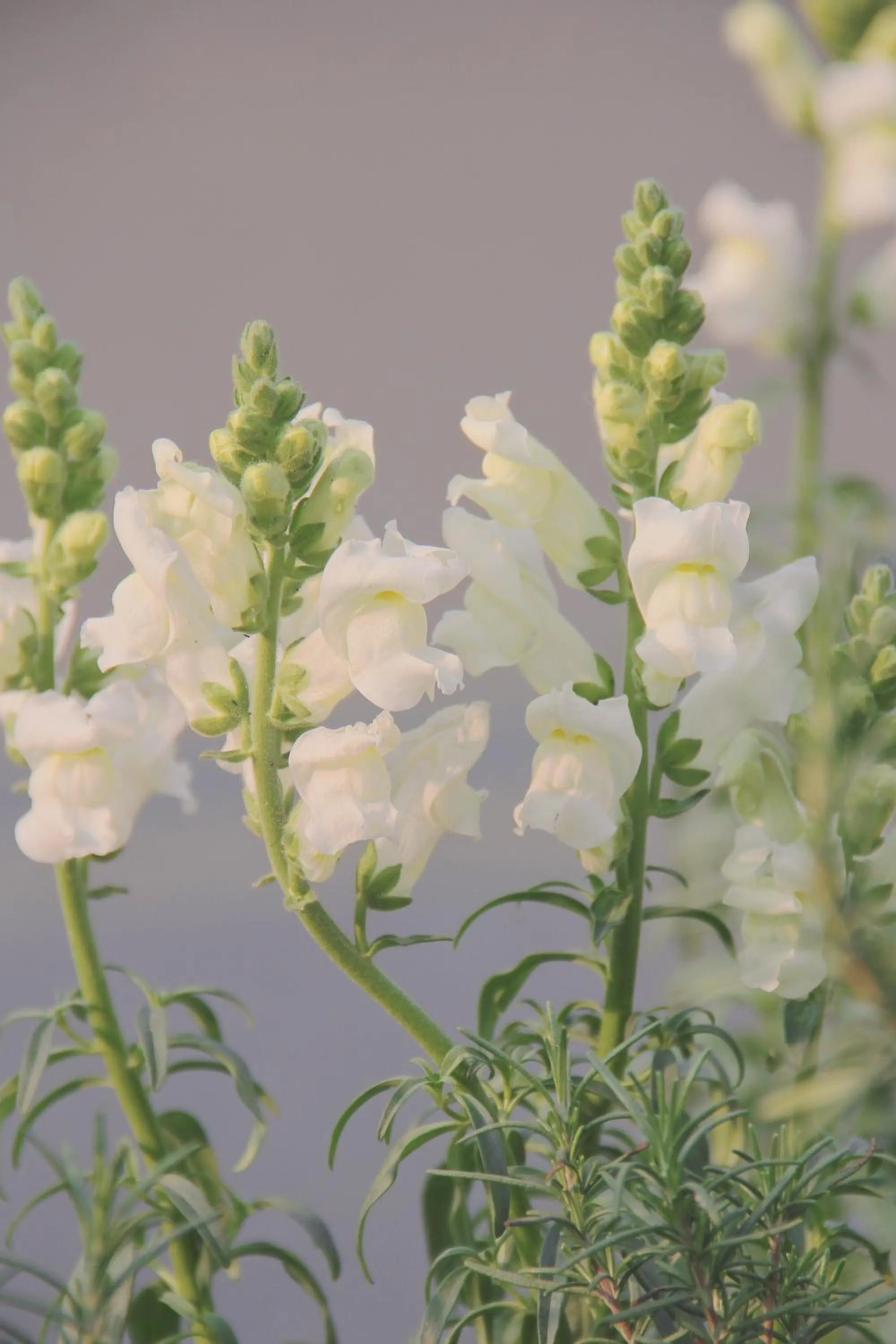 Garden view in Panda Hotel
