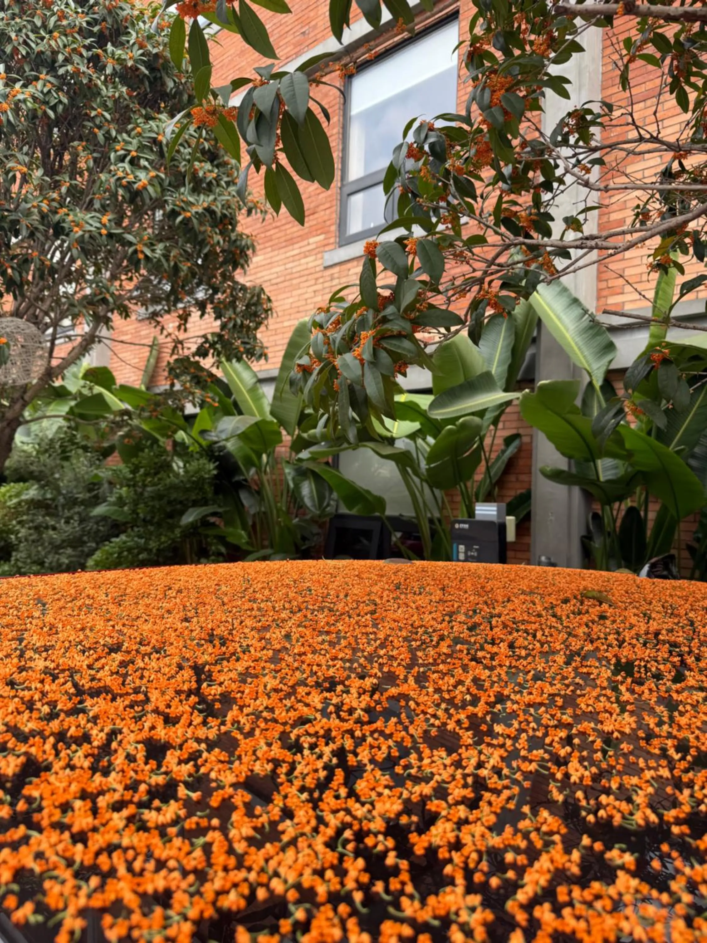 Garden view in Panda Hotel