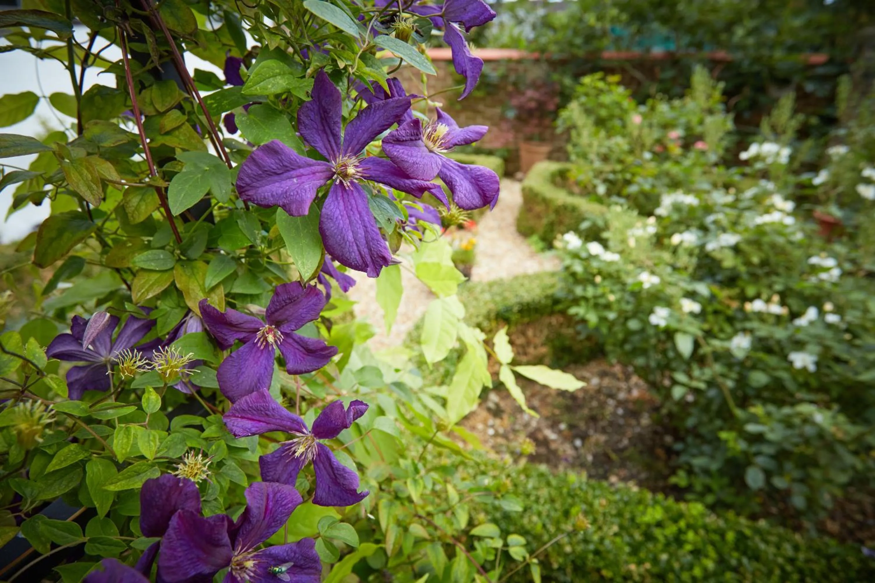 Garden in Strawberry Cottage B&B