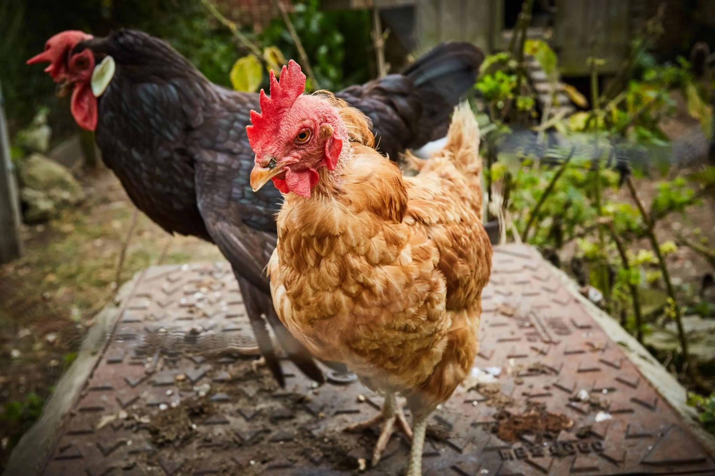 Animals in Strawberry Cottage B&B