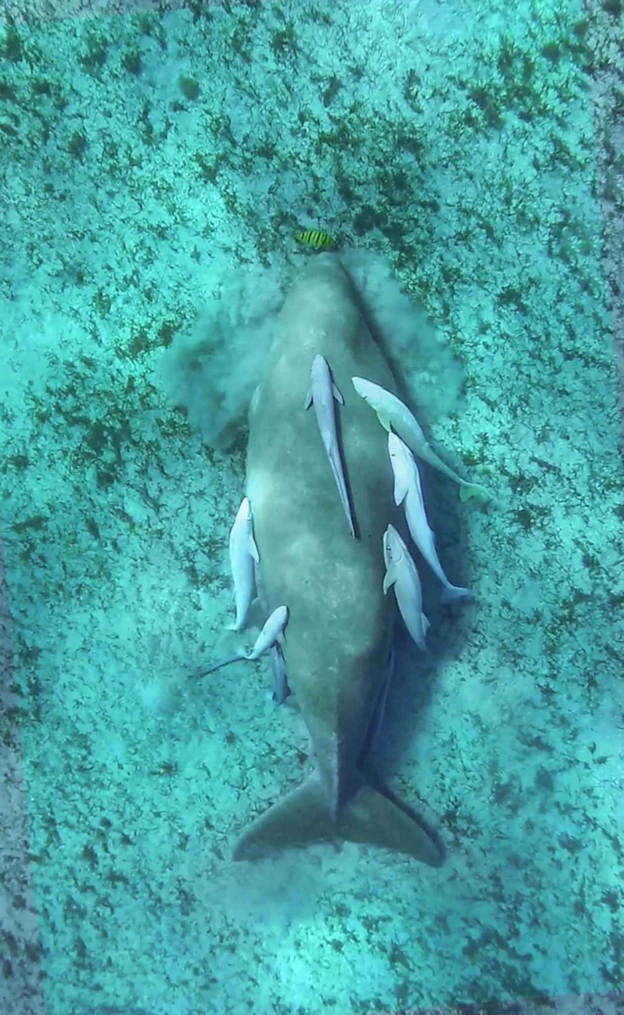 Animals in Blue Vision Diving Hotel