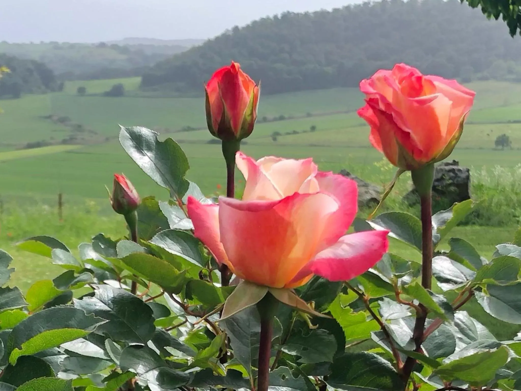 View (from property/room) in Holiday home Sellanraa