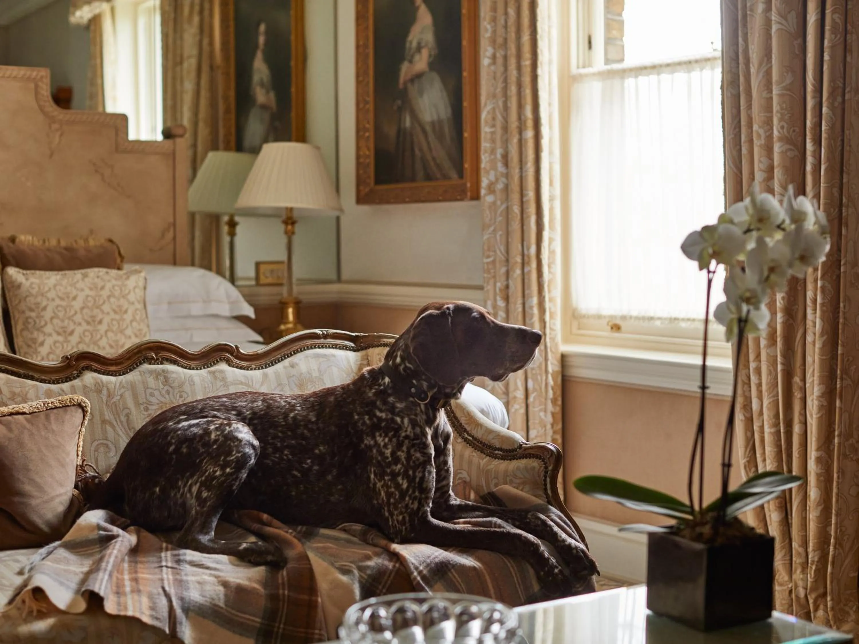 Pets in Egerton House