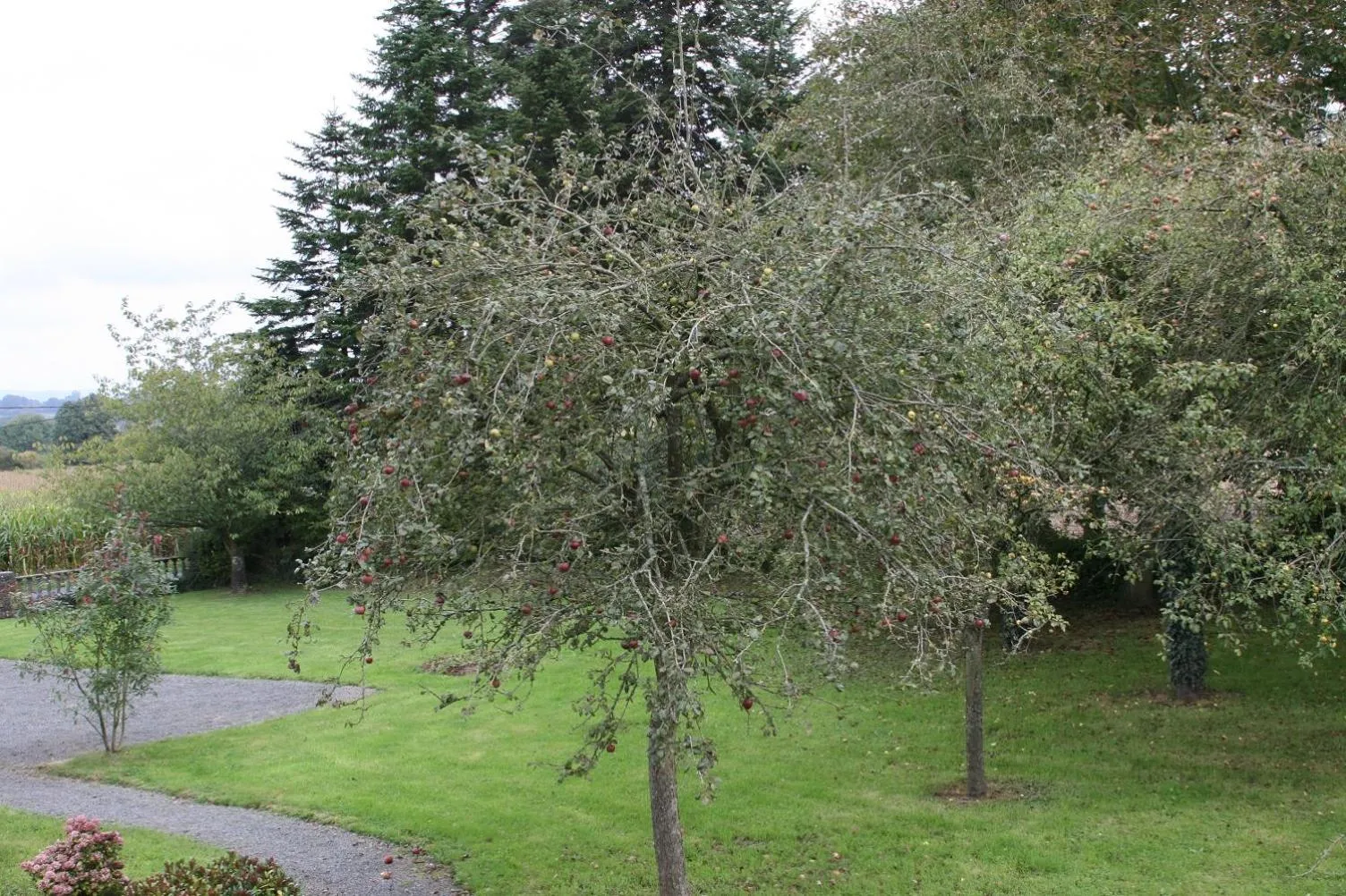 Garden view in The Magnolias B&B
