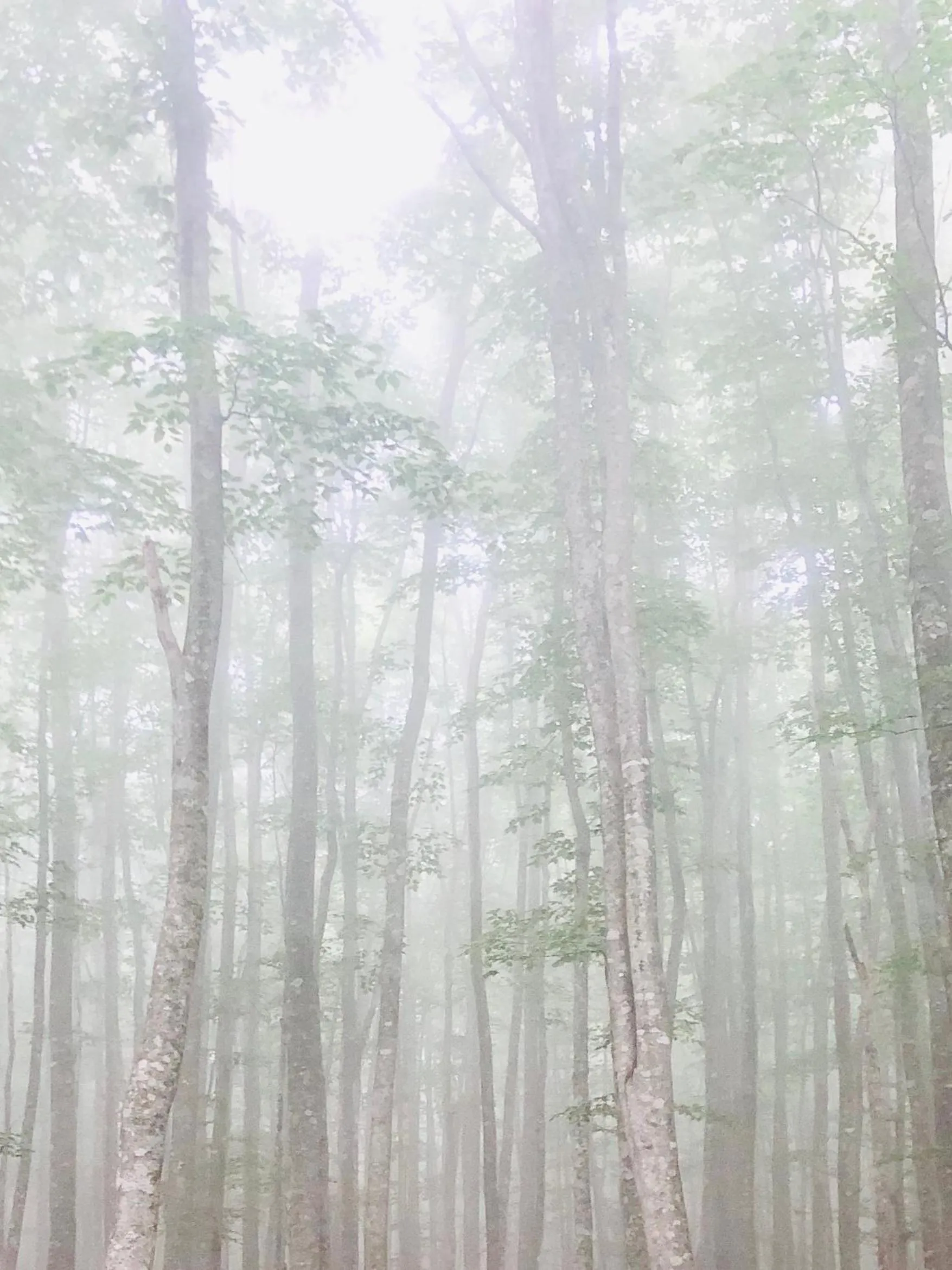 Natural landscape in Appi Life is Beautiful