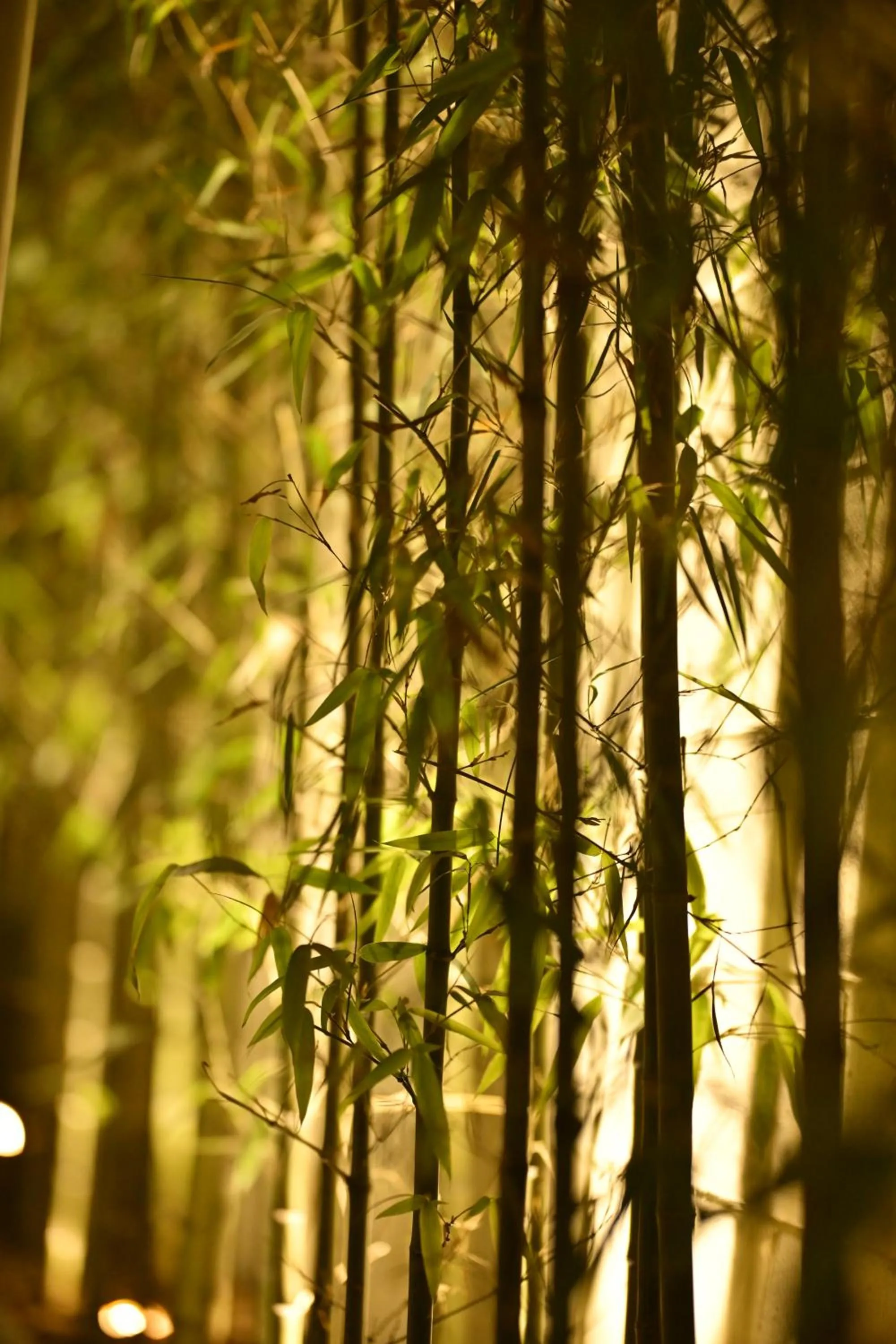 Garden in Hanok Hotel DAAM Seoul