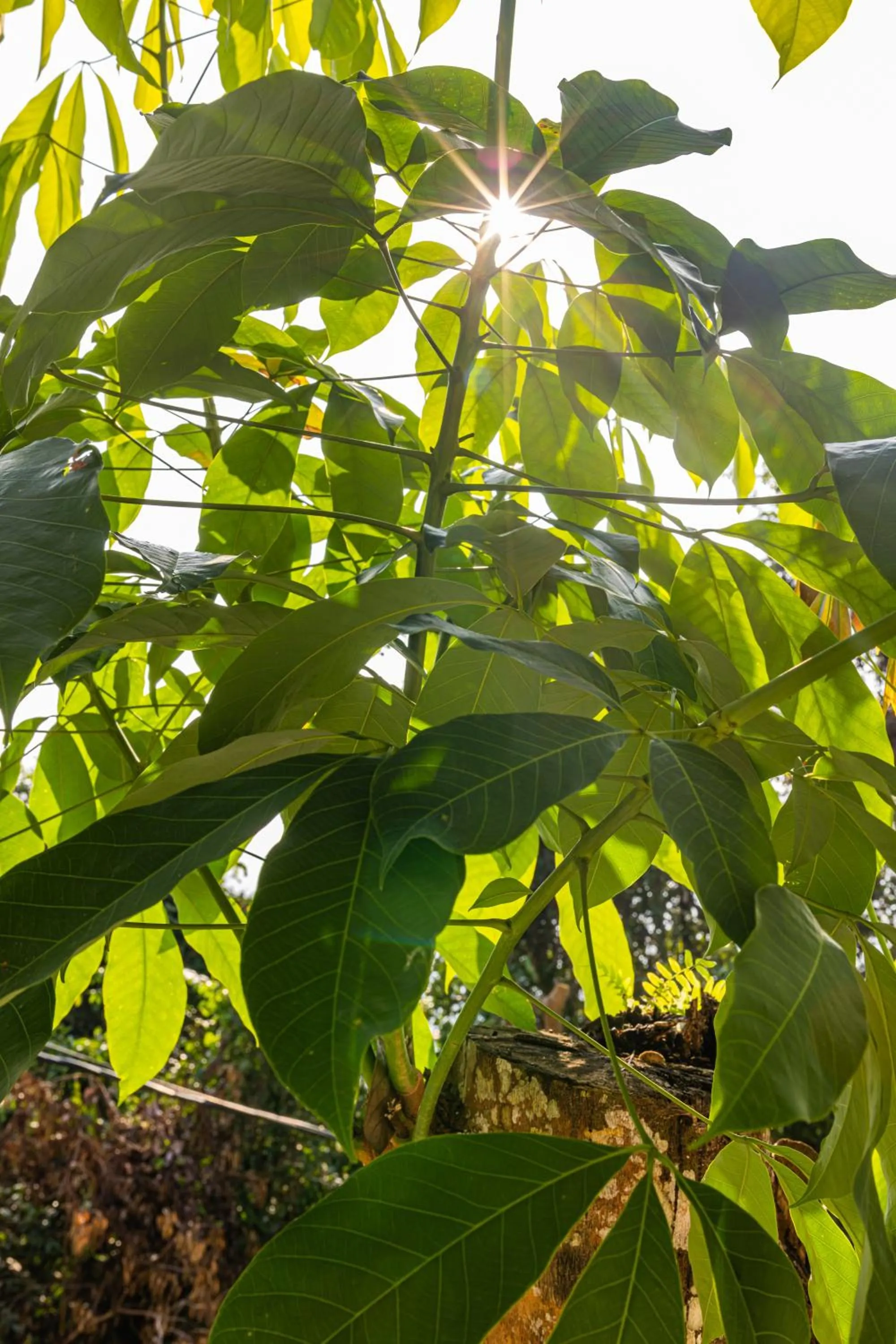 Sebayu Retreat Gopeng