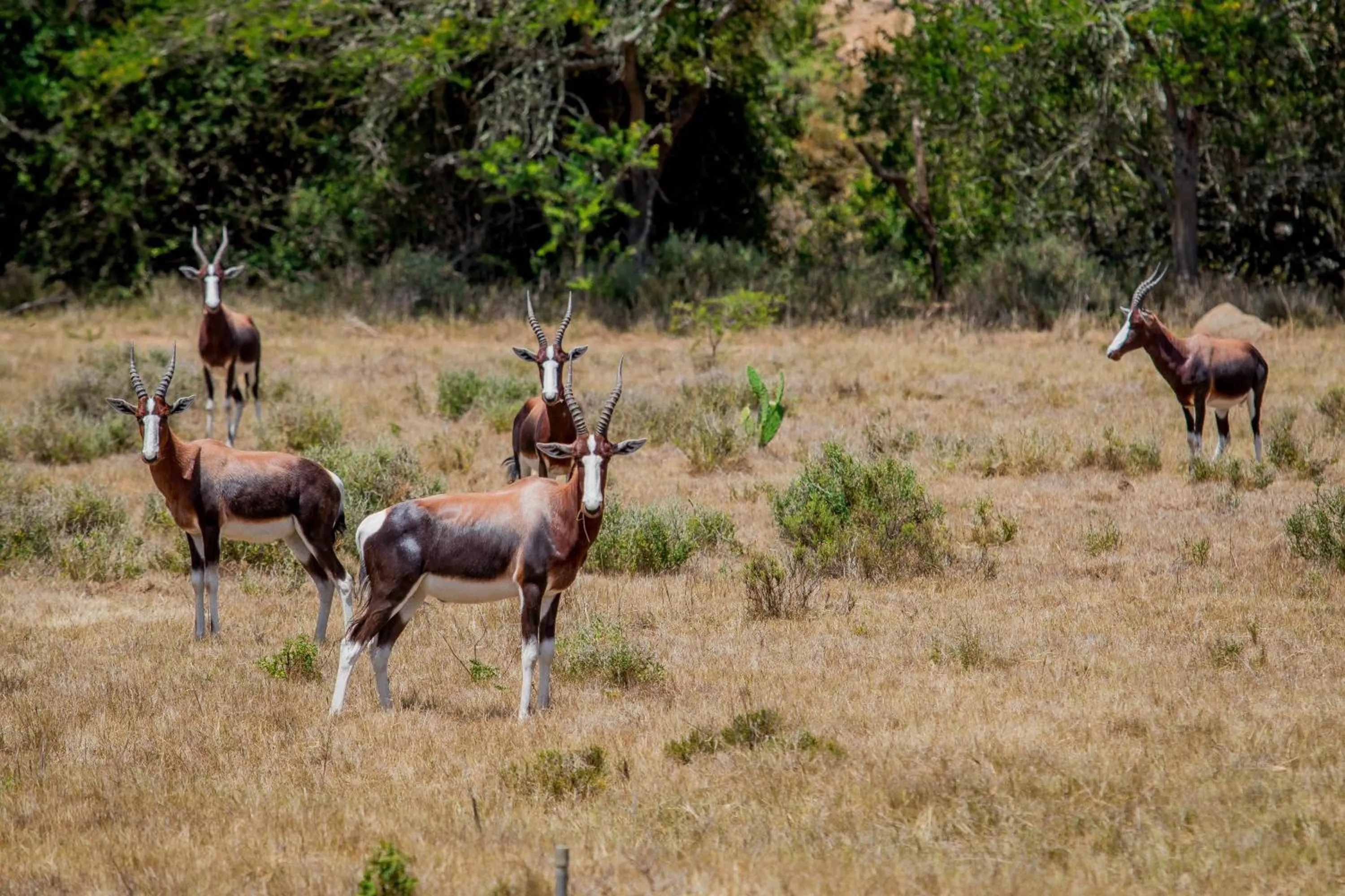 Activities in The Ranch House at African Safari Lodge