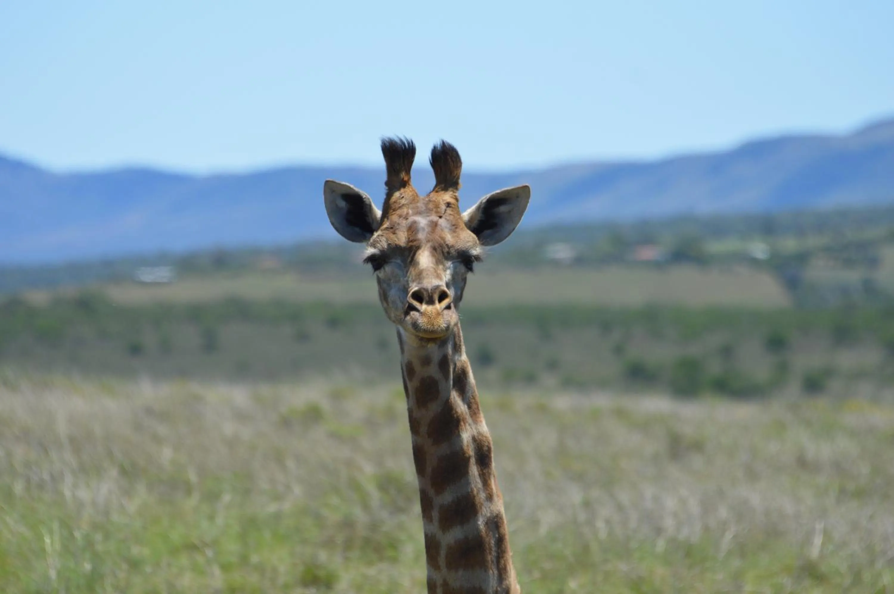 Animals in The Ranch House at African Safari Lodge