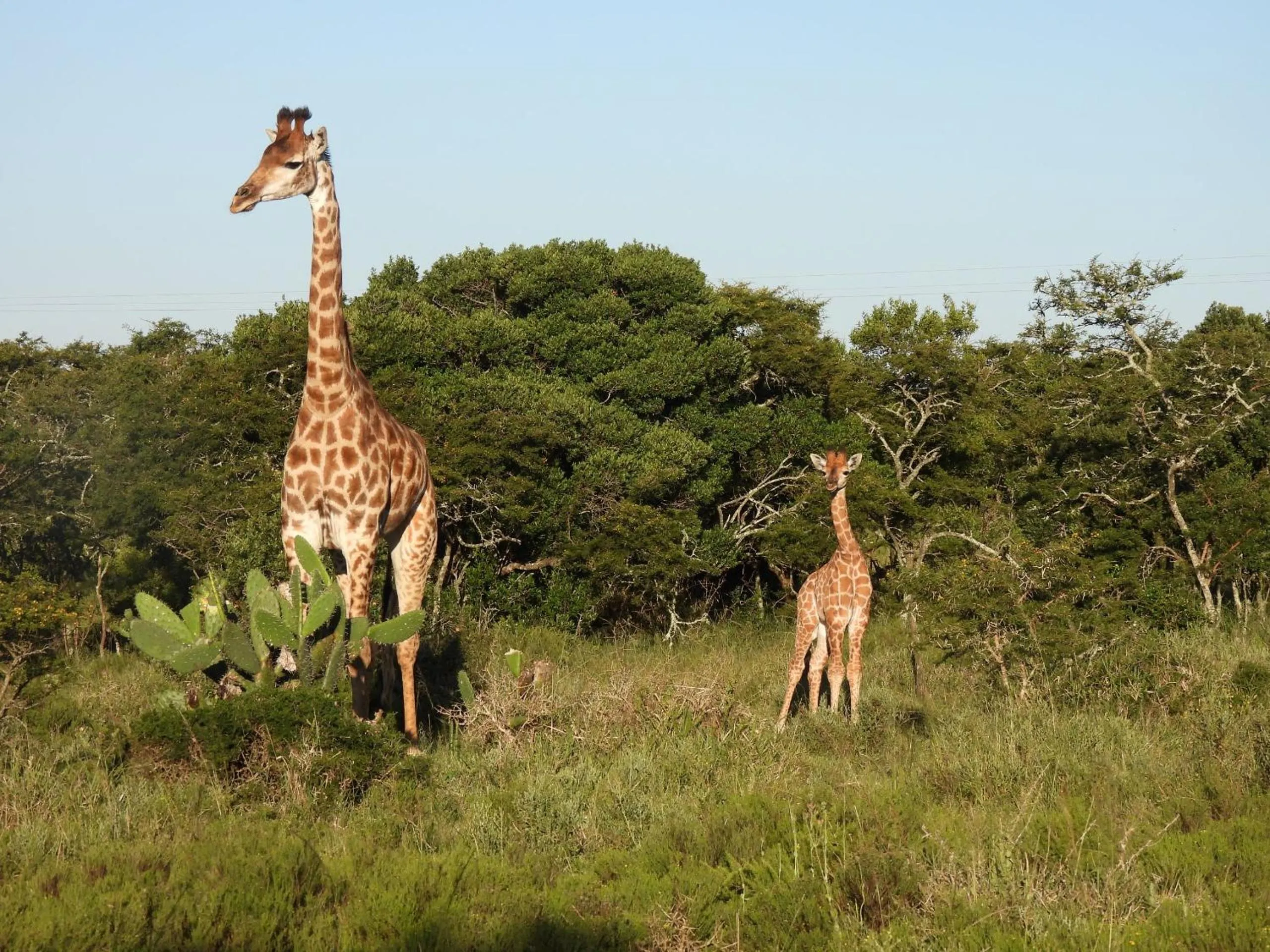 Animals, Other Animals in The Ranch House at African Safari Lodge