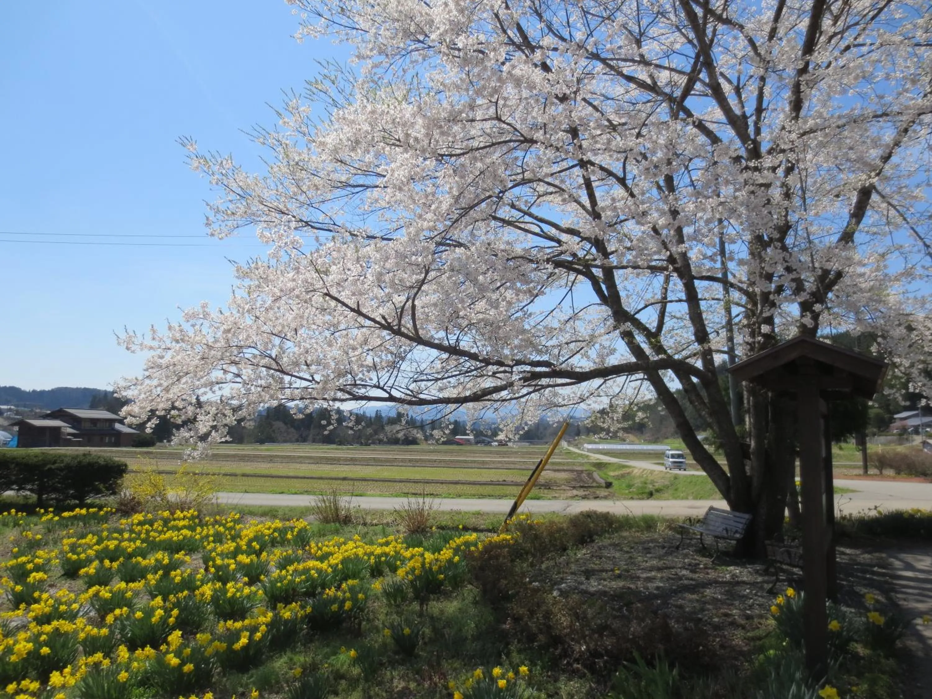 Spring in Shitanda