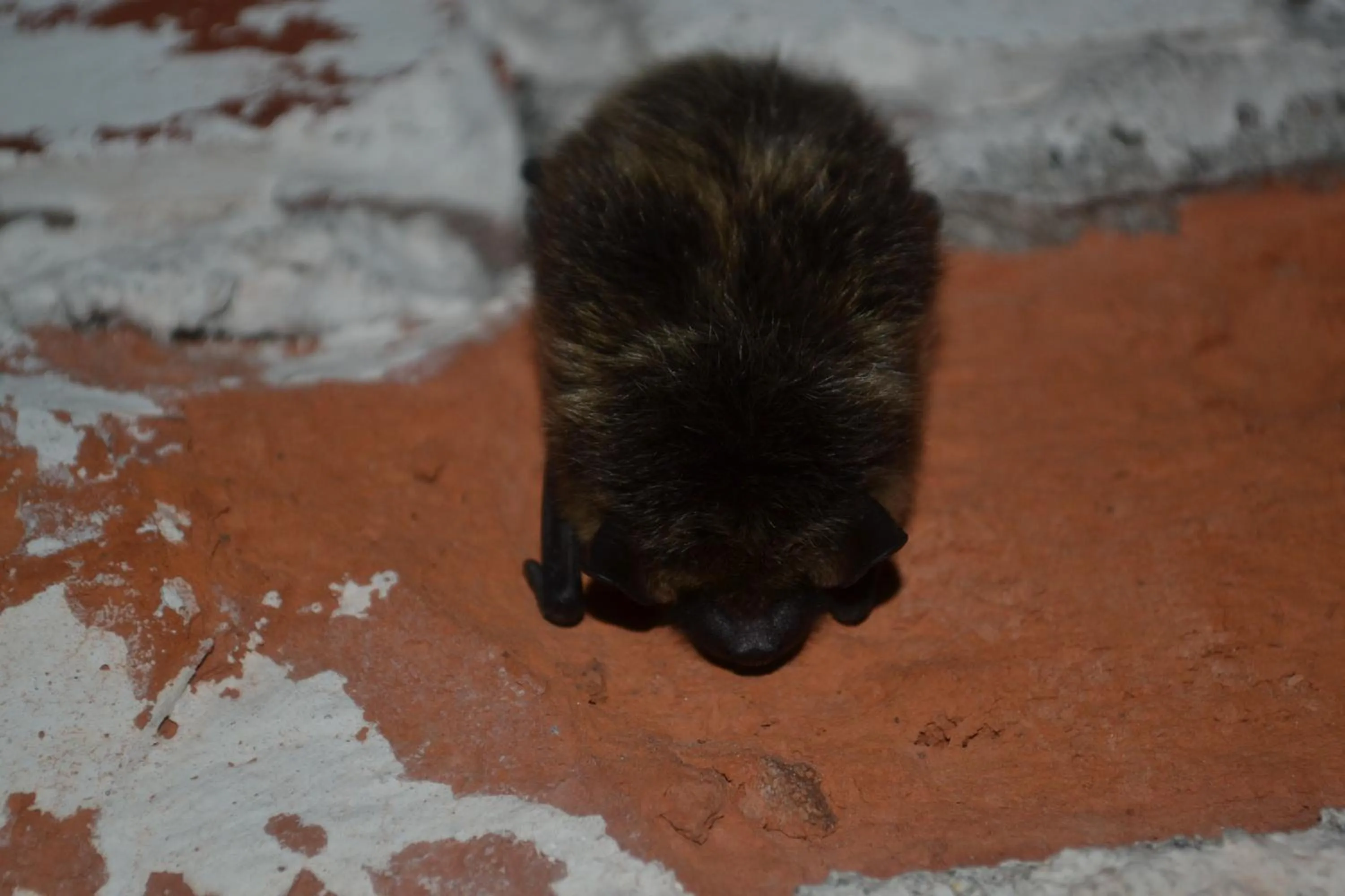 Animals in Salpalinjan Hovi