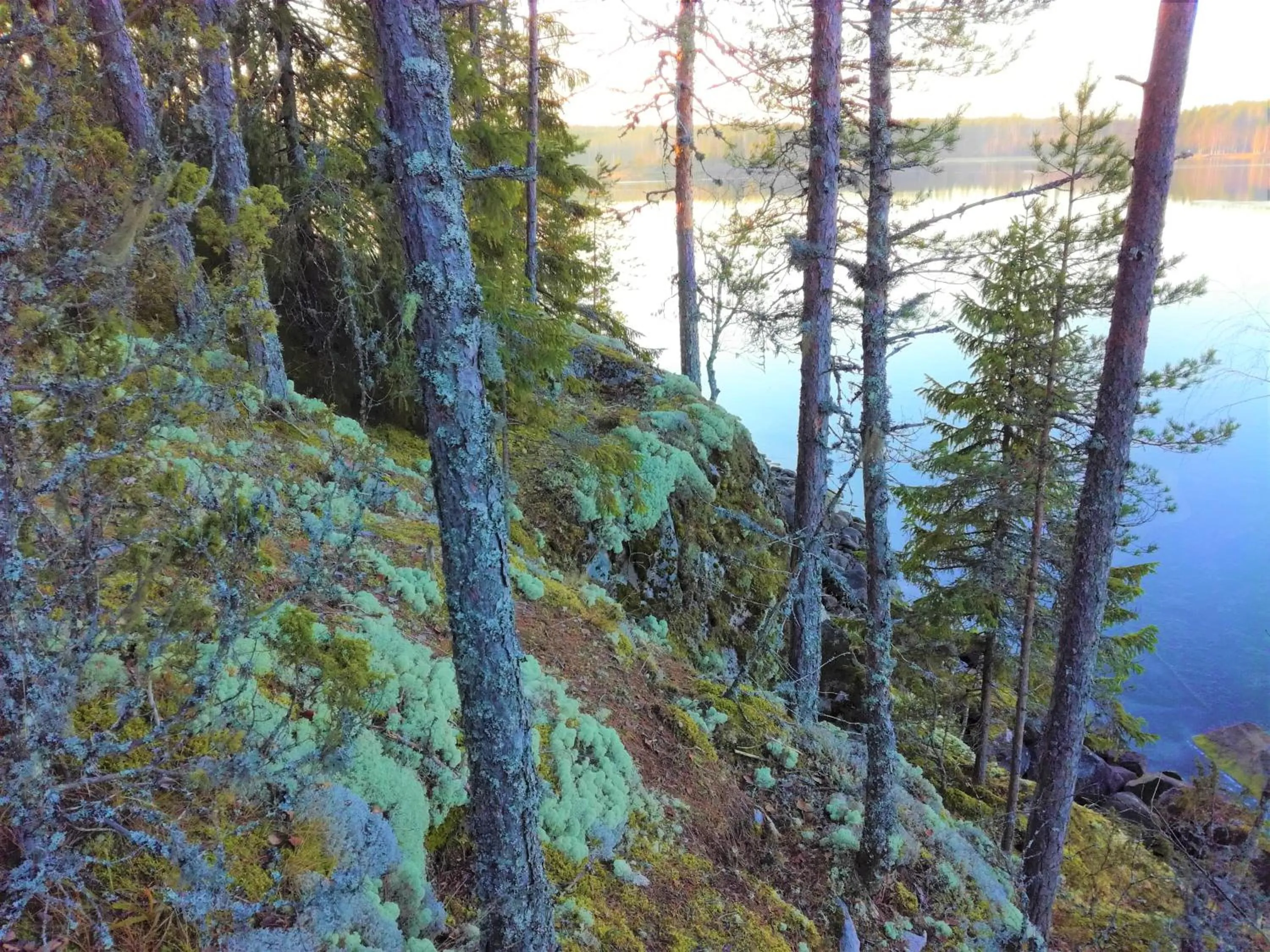 Hiking in Salpalinjan Hovi