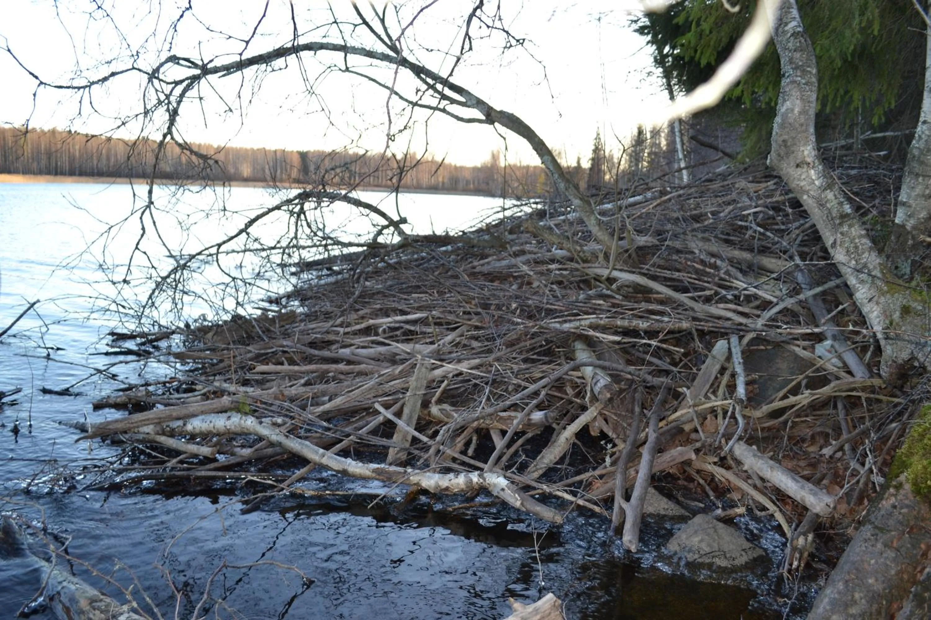 Hiking in Salpalinjan Hovi
