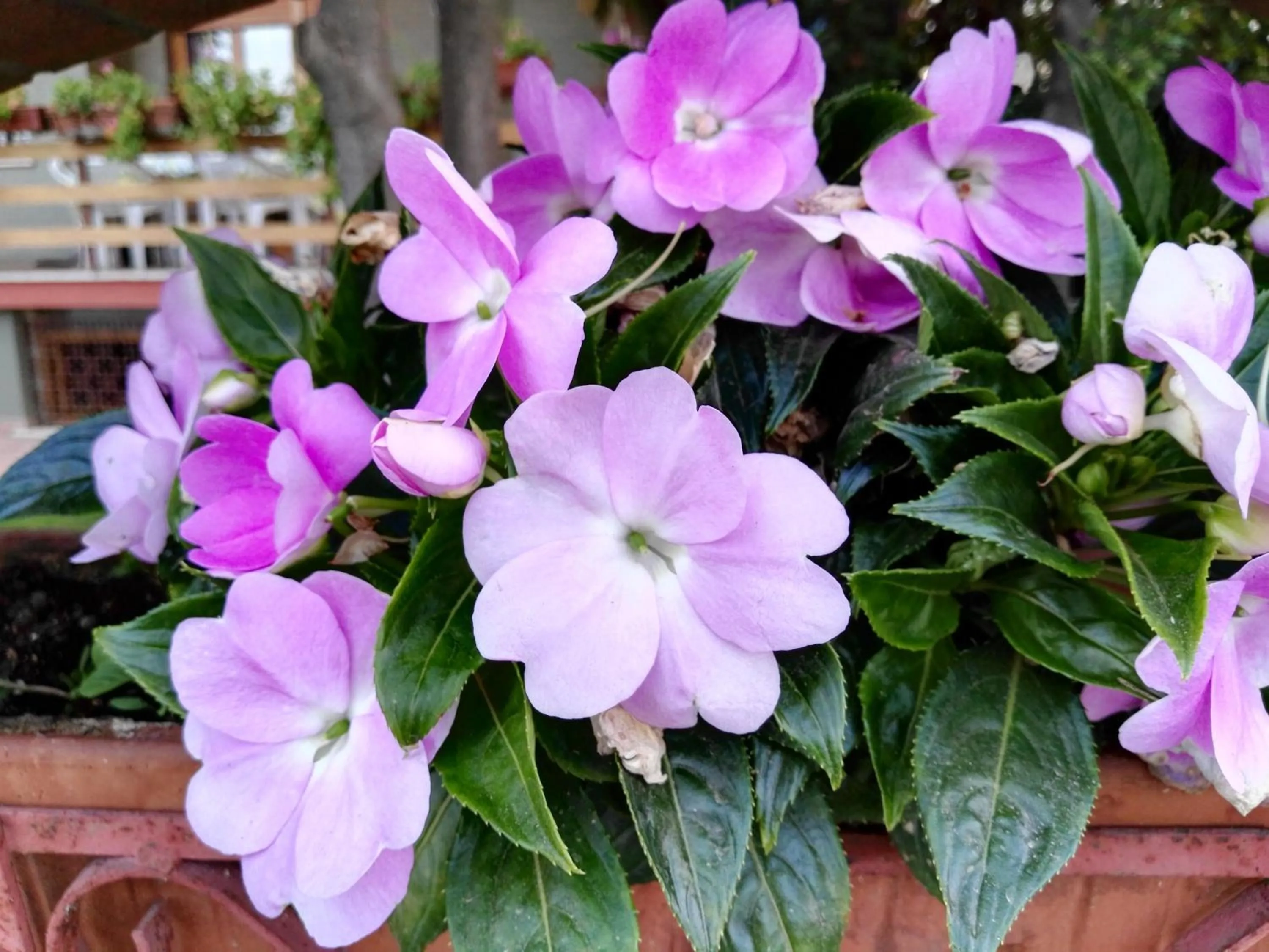 Inner courtyard view in B&B Domus Gratiae