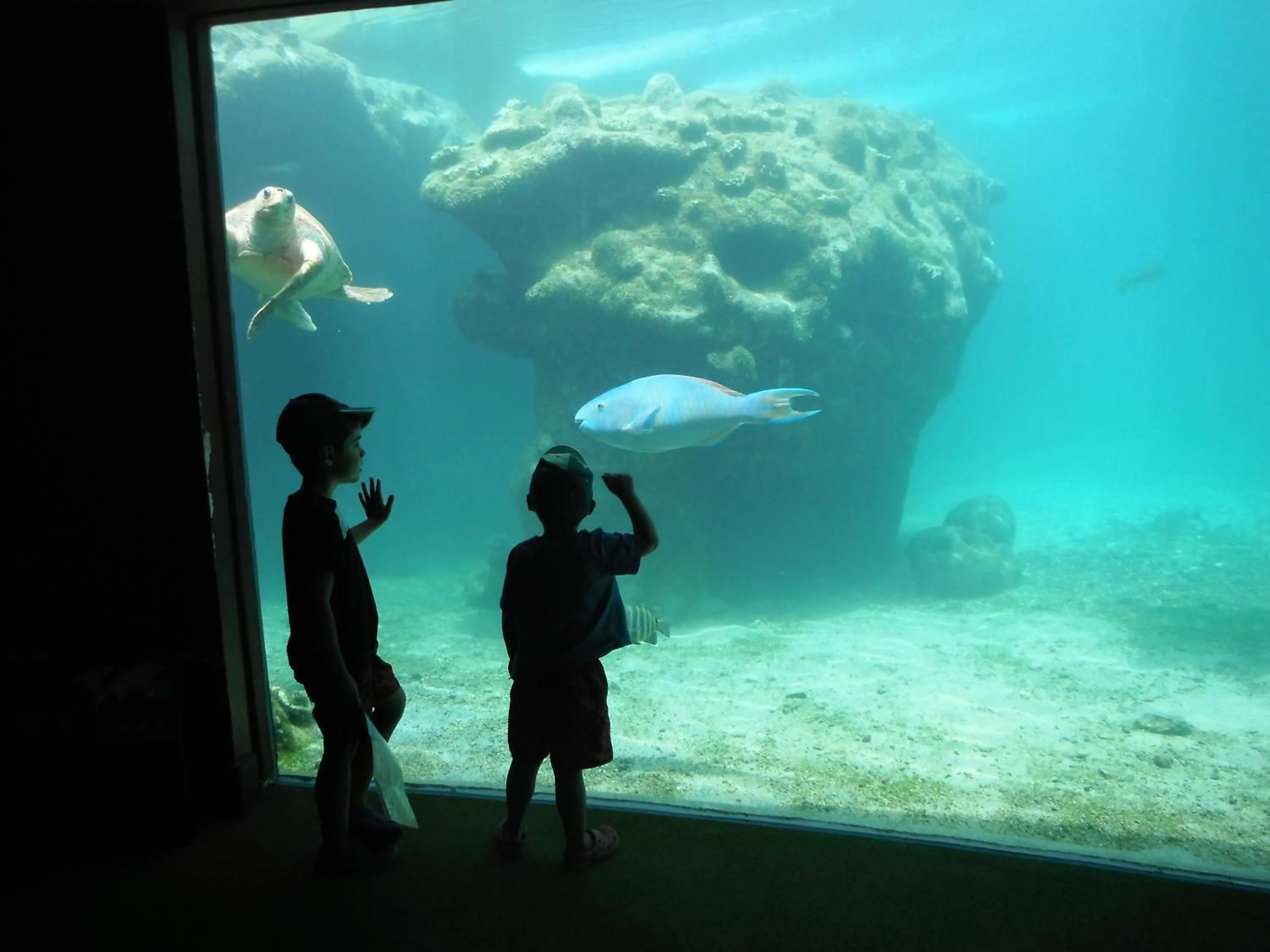 Animals in Hotel Cap Sud