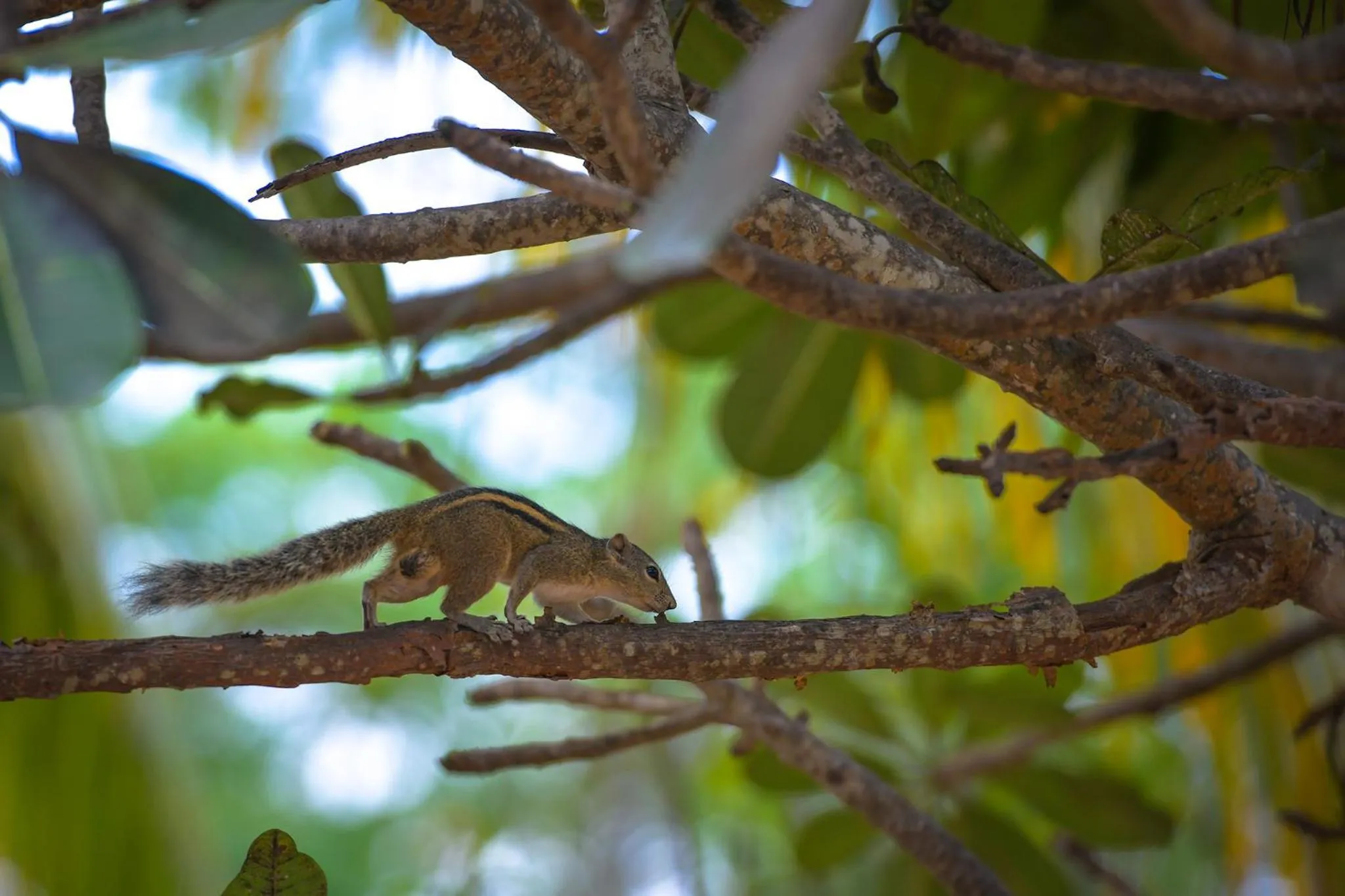 Garden in Kitesurfing Lanka