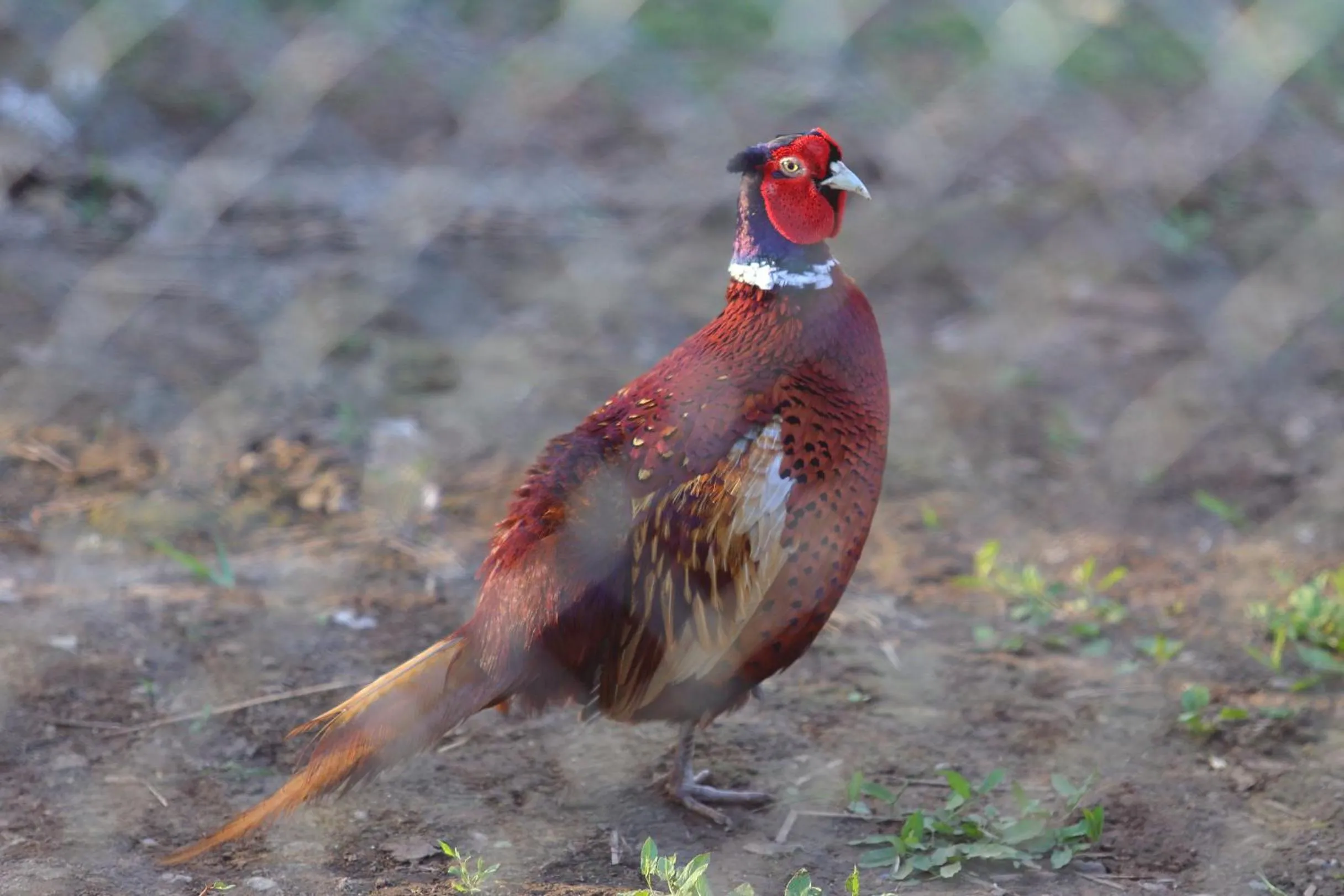 Animals in Seven Generations Winery Hotel