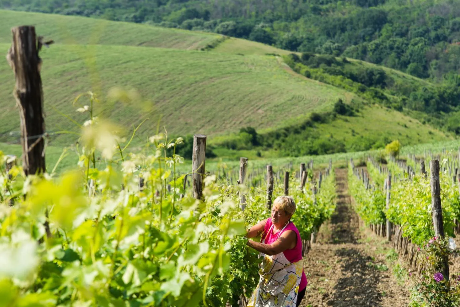 View (from property/room) in Seven Generations Winery Hotel