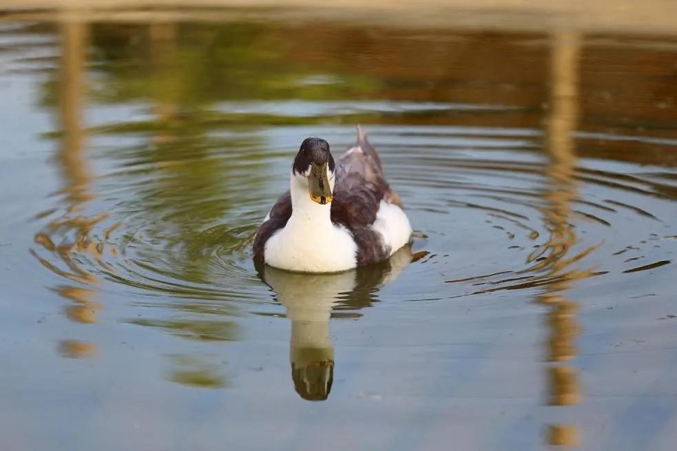 Animals in Seven Generations Winery Hotel